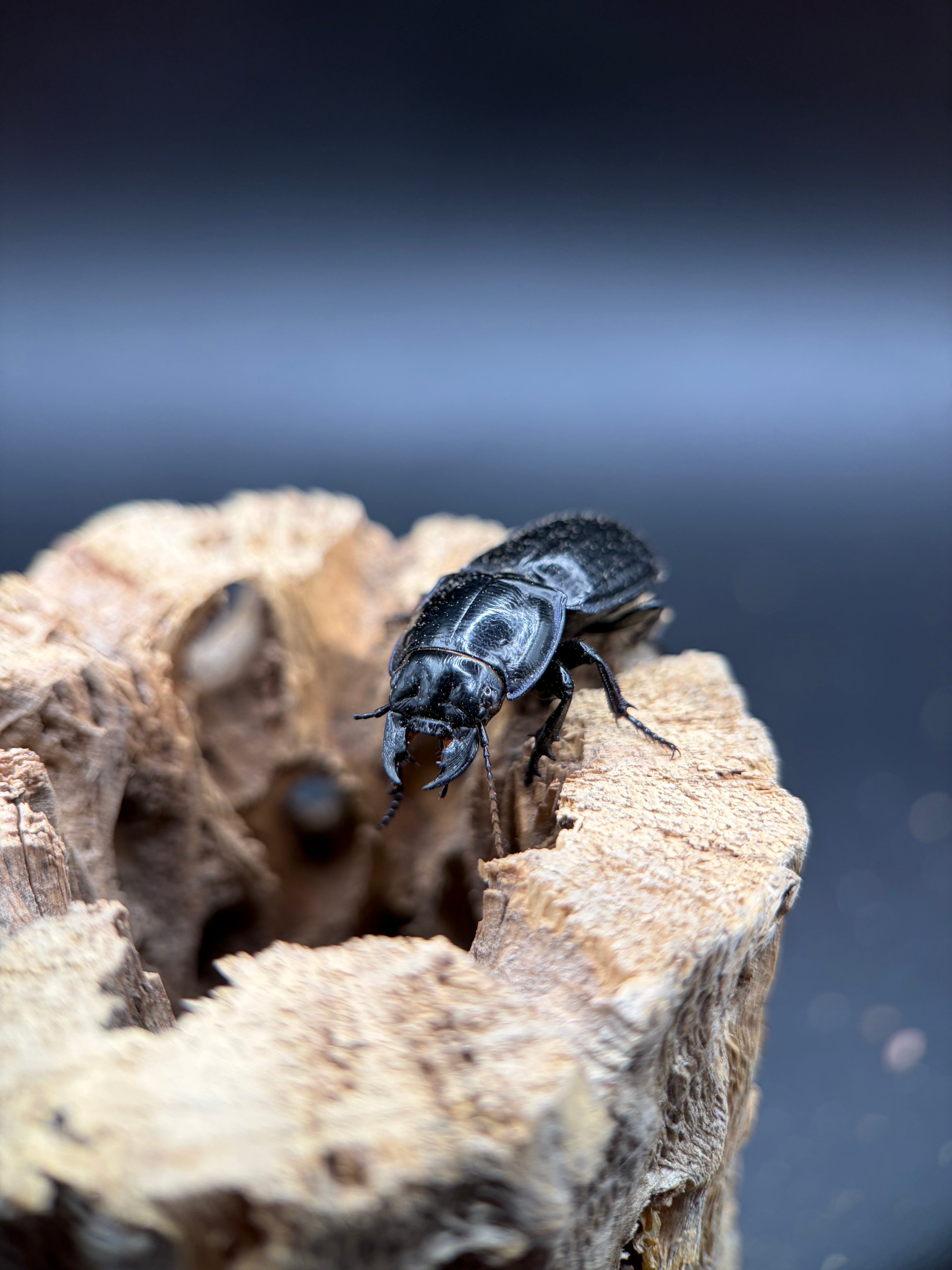 Blue Side Warrior Beetle (Pasimachus subsulcatus) - 1-1.25" (Adult WC)