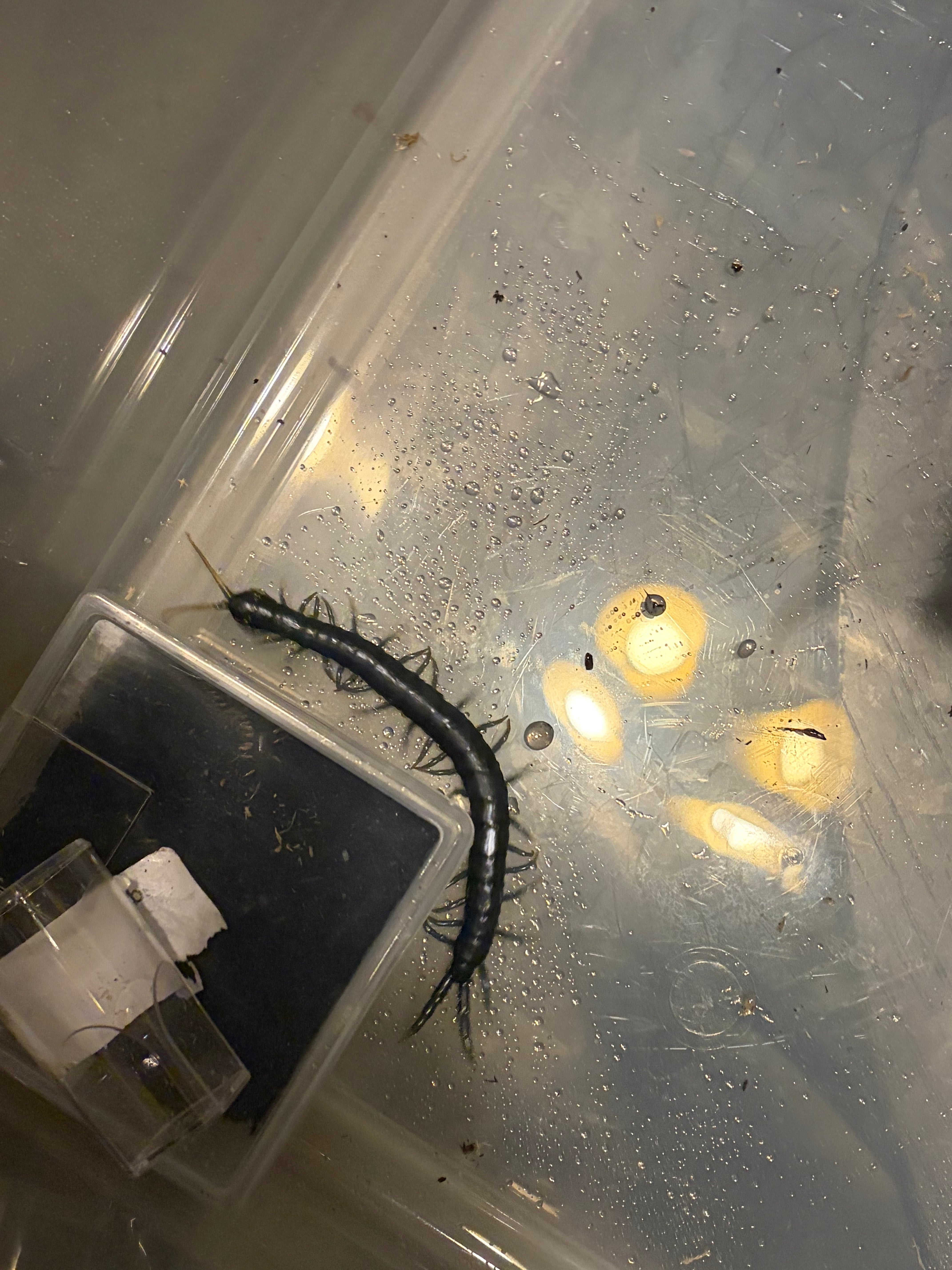 Borneo Blue Centipede (Ethmostigmus sp. 'Borneo Blue') - WC 4-6" photo 3