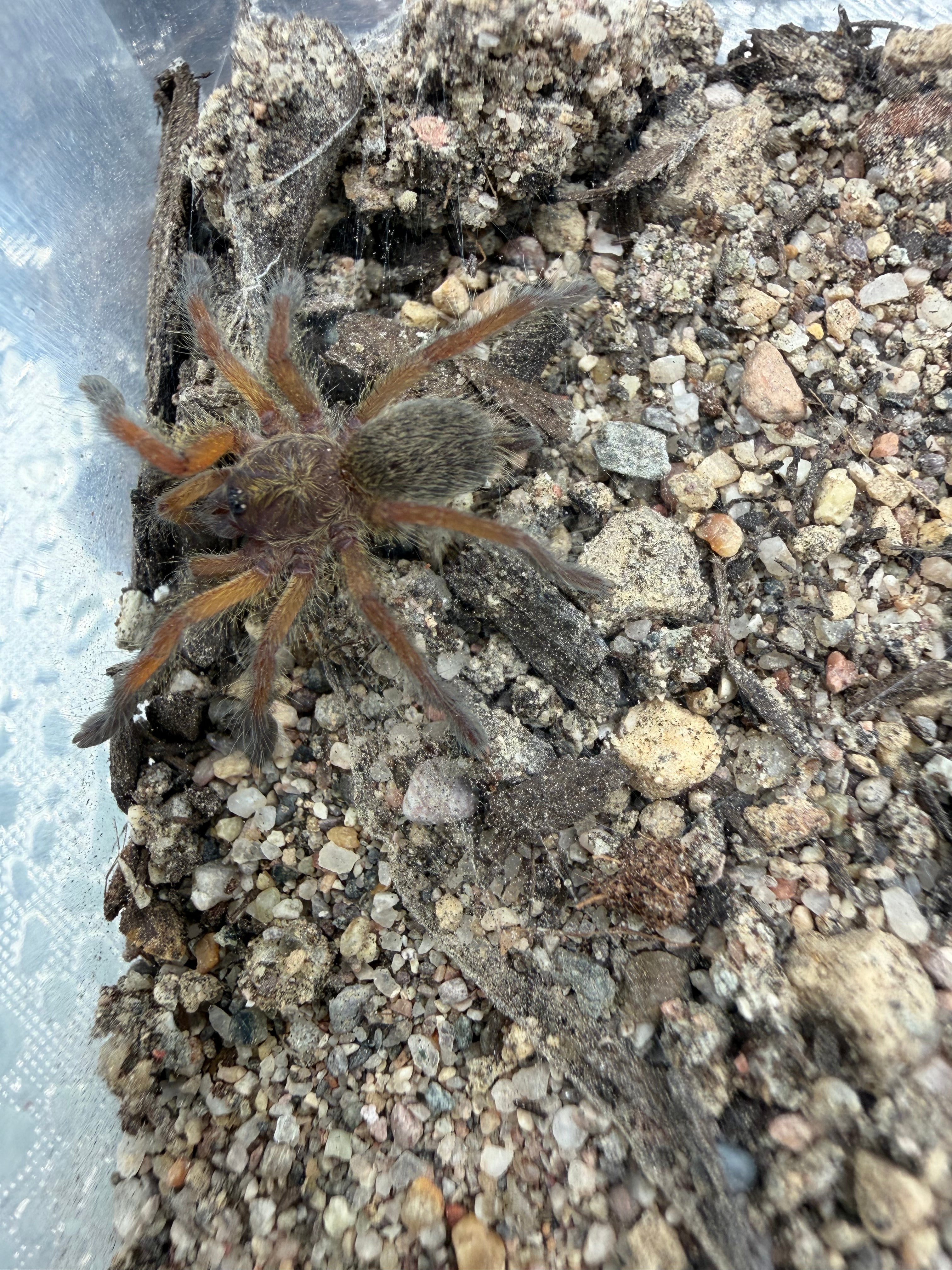 Golden Blue Leg Baboon Tarantula (Harpactira pulchripes) - 0.5-0.75" (Sling) photo 2