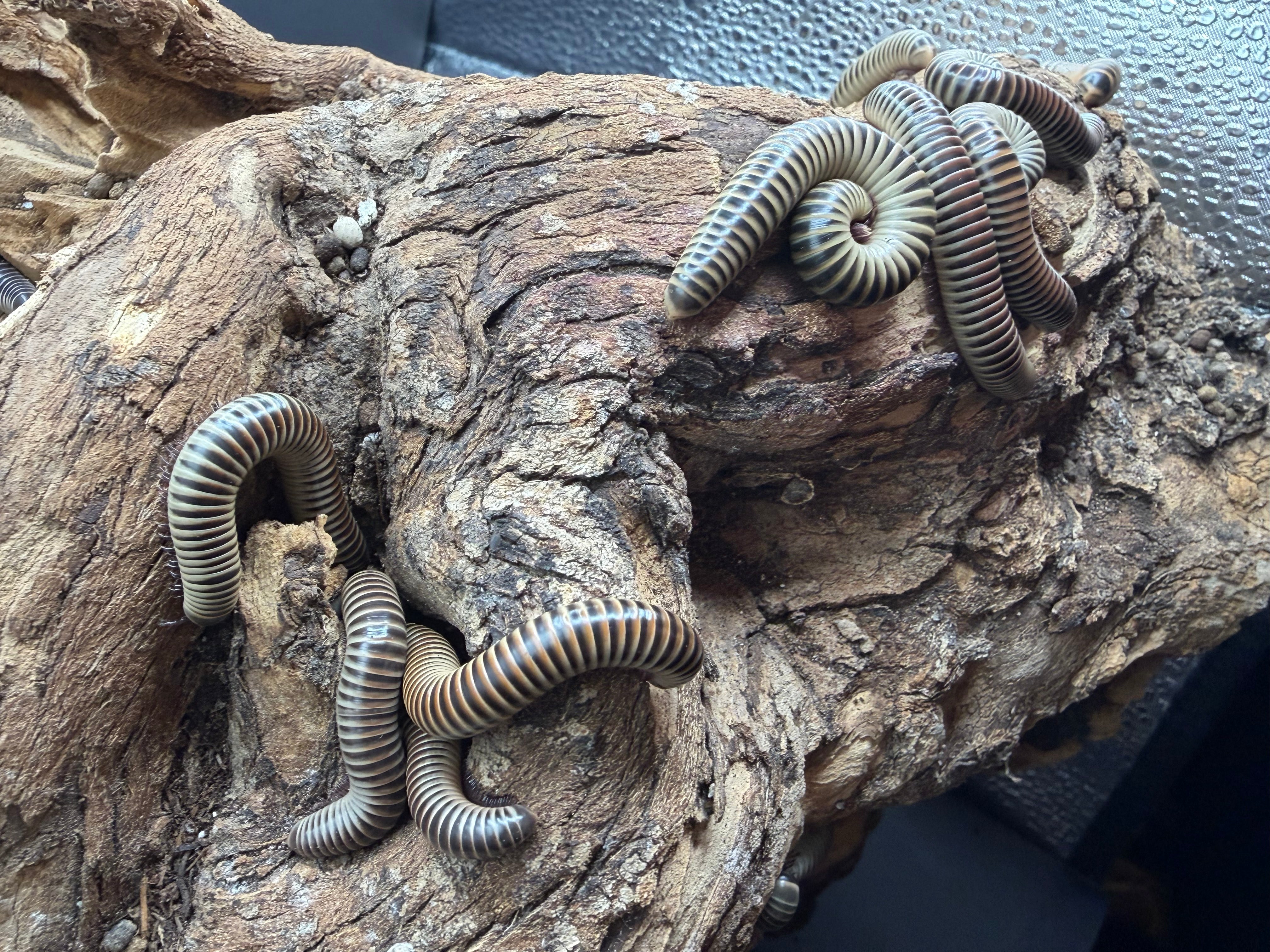 10 Count Lot - Ivory Millipede (Chicobolus spinigerus) - 4-5" (Adult WC)