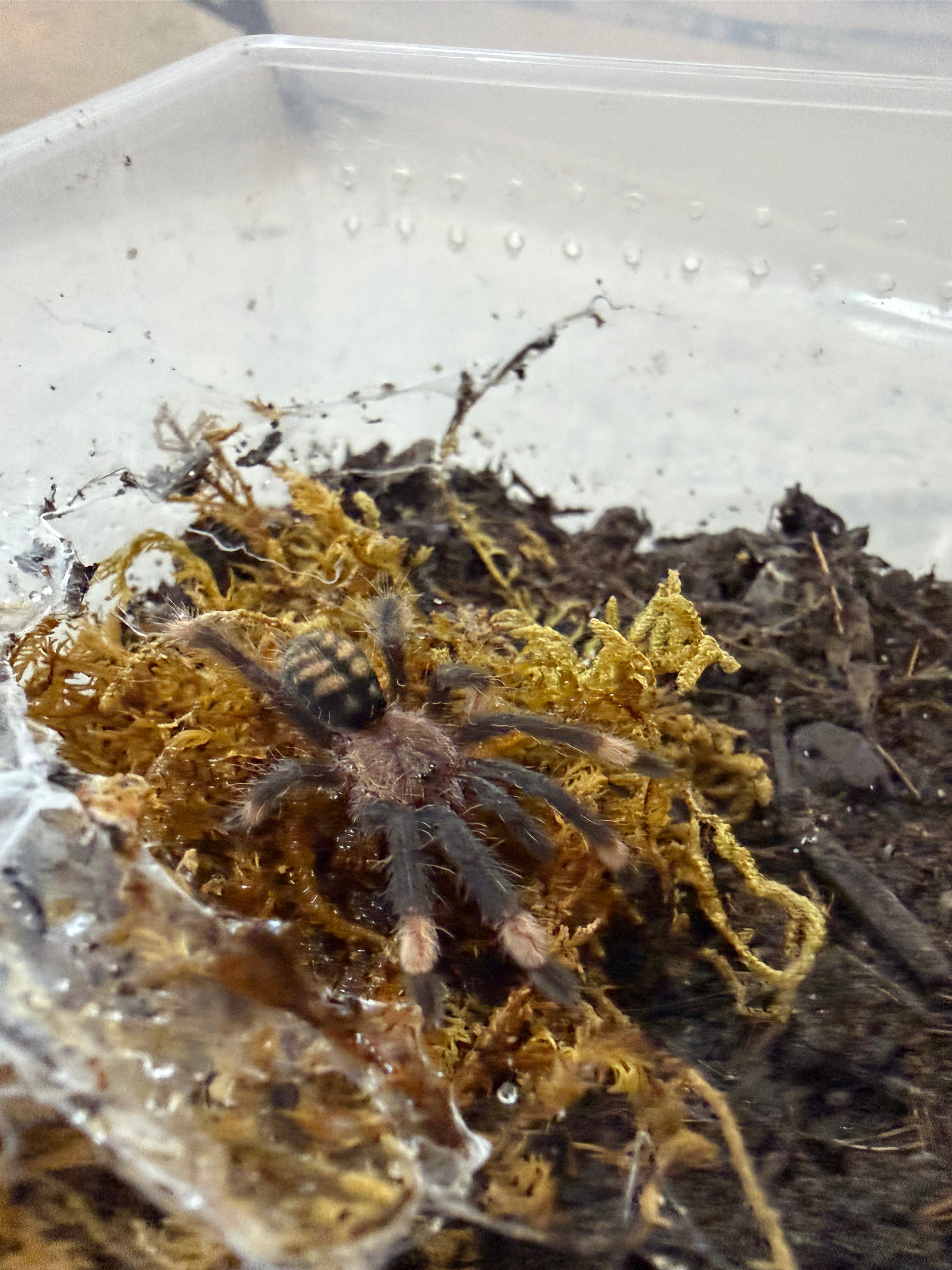 Venezuelan Suntiger Tarantula (Psalmopoeus irminia) - 3/4" (Sling) photo 3