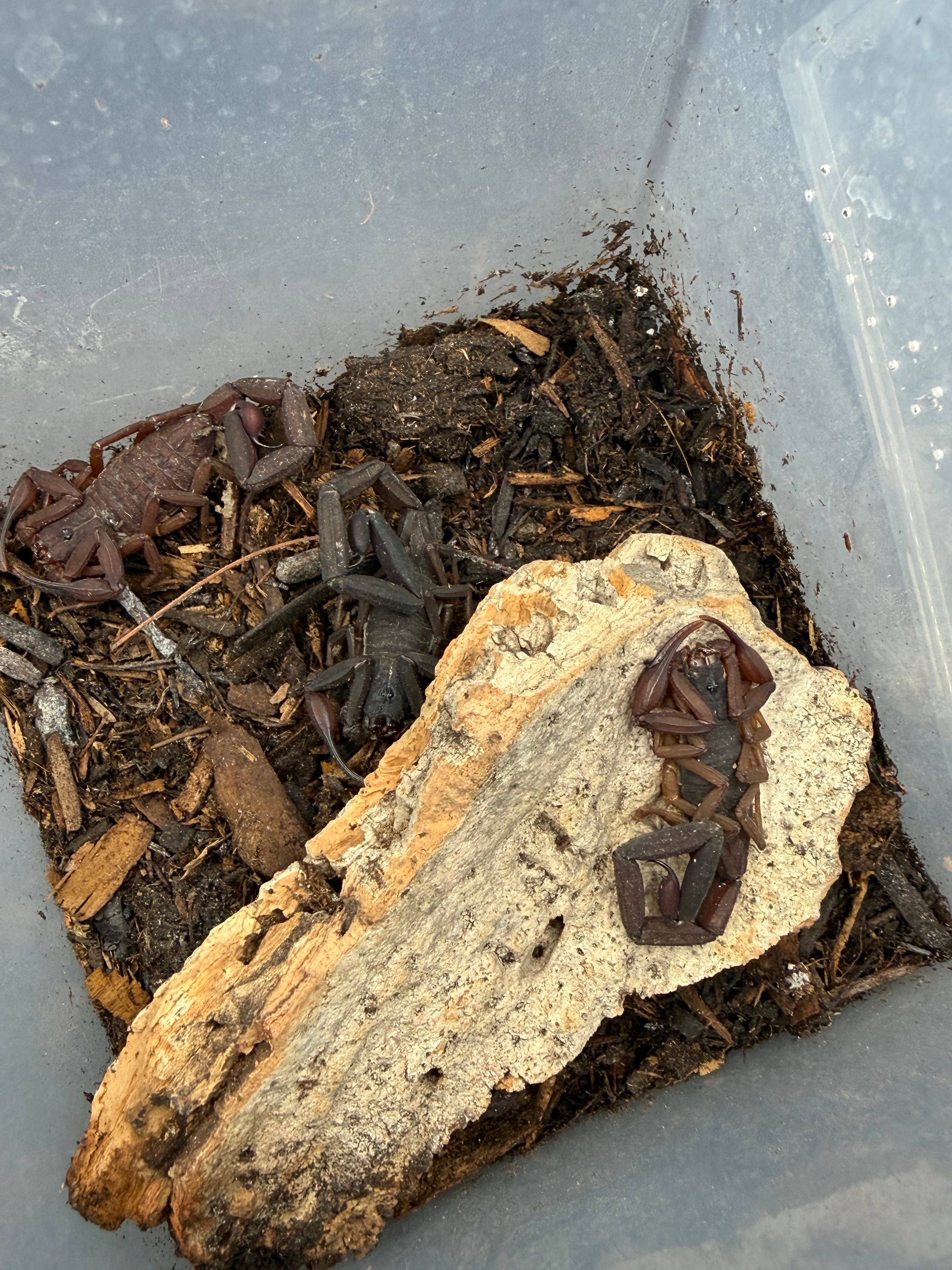 3 Count Lot - Florida Bark Scorpion (Centruroides gracilis) - 3-4" (Adult WC)