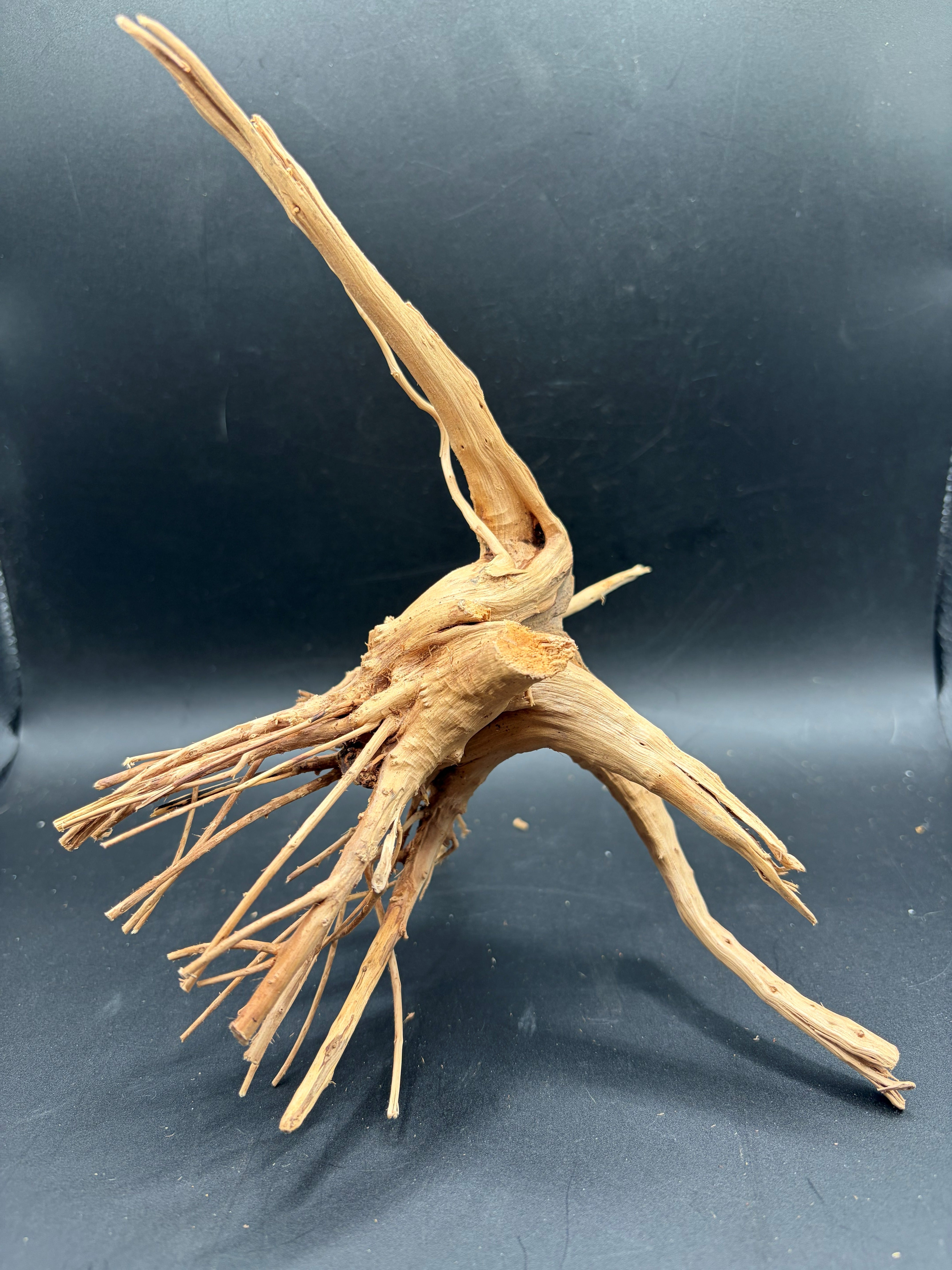 Spiderwood Branch (Small) photo 2