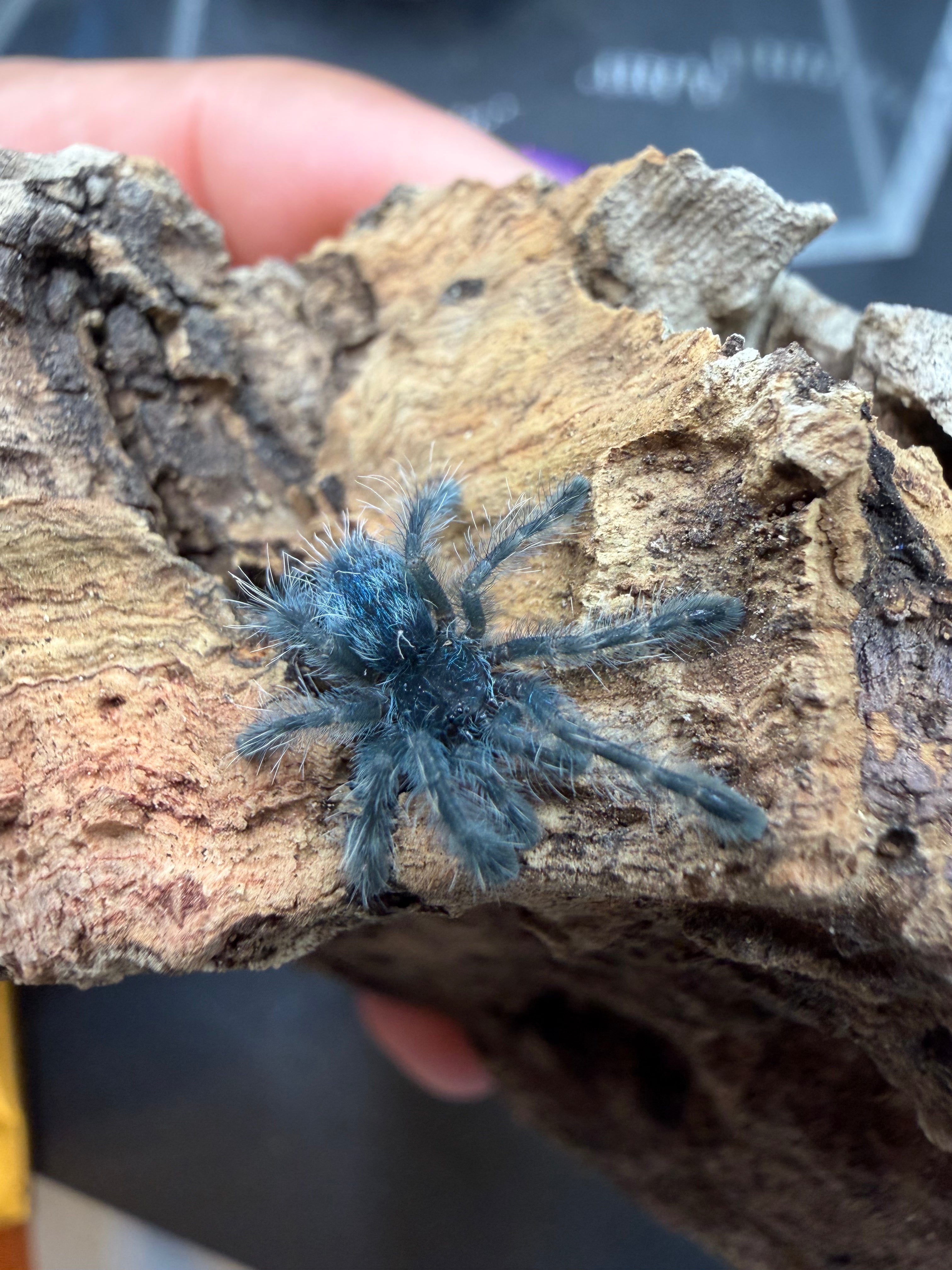 Antilles Pink Toe Tarantula (Caribena versicolor) - 0.5-0.75" (Sling)