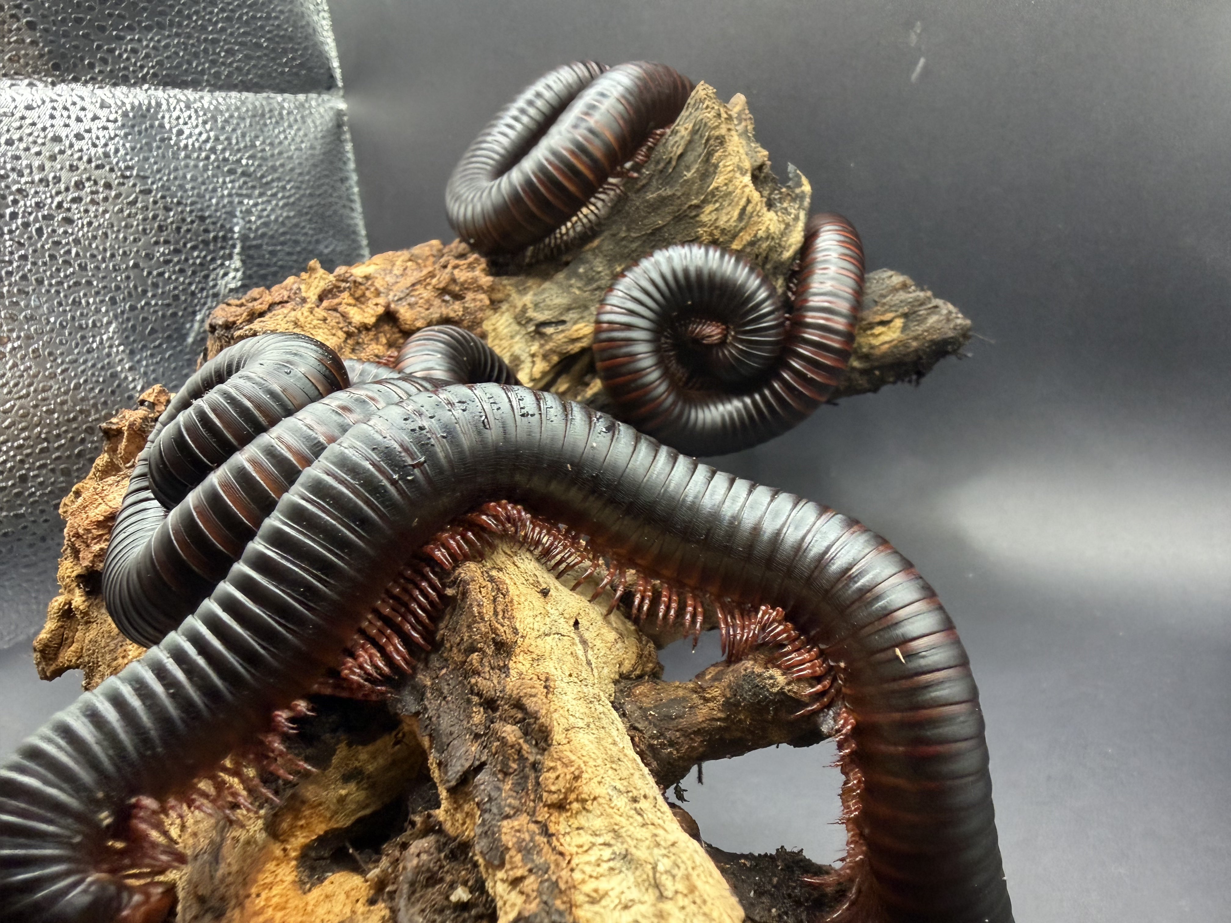 5 Count Lot - African Giant Millipede (Archispirostreptus gigas) - 5-8" (Medium-Large WC)