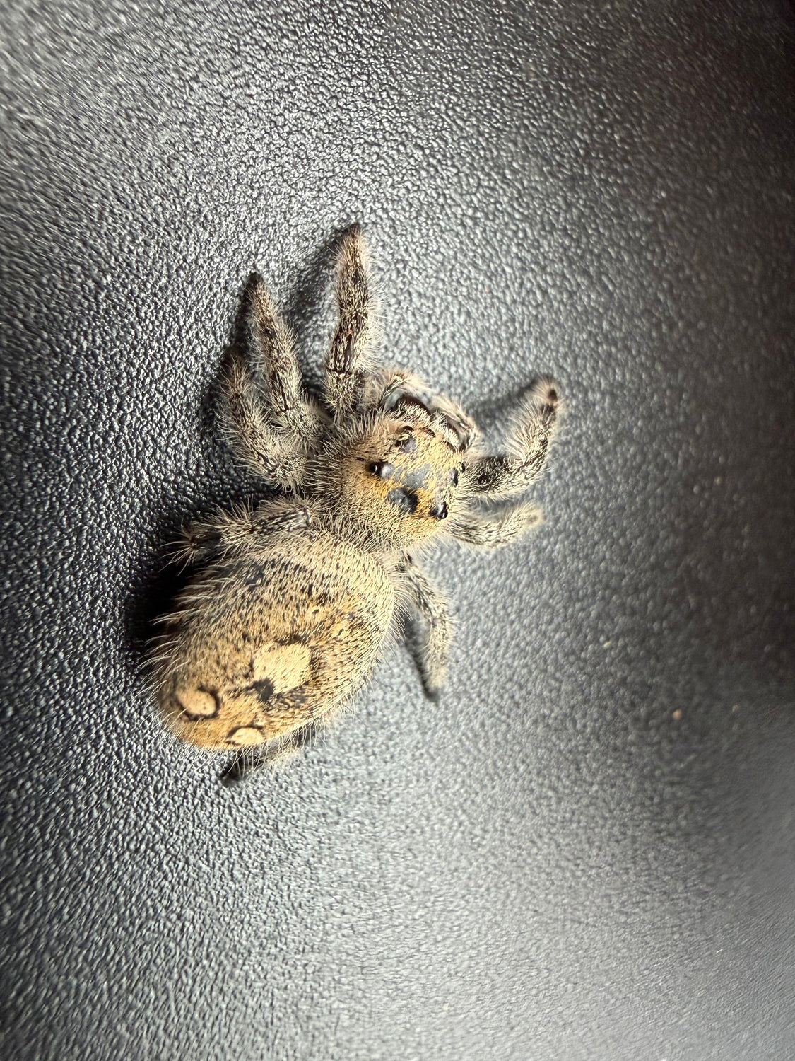 Regal Jumping Spider (Phidippus regius) 018 - 0.5-0.9" body (Juvenile/Adult) WC photo 2