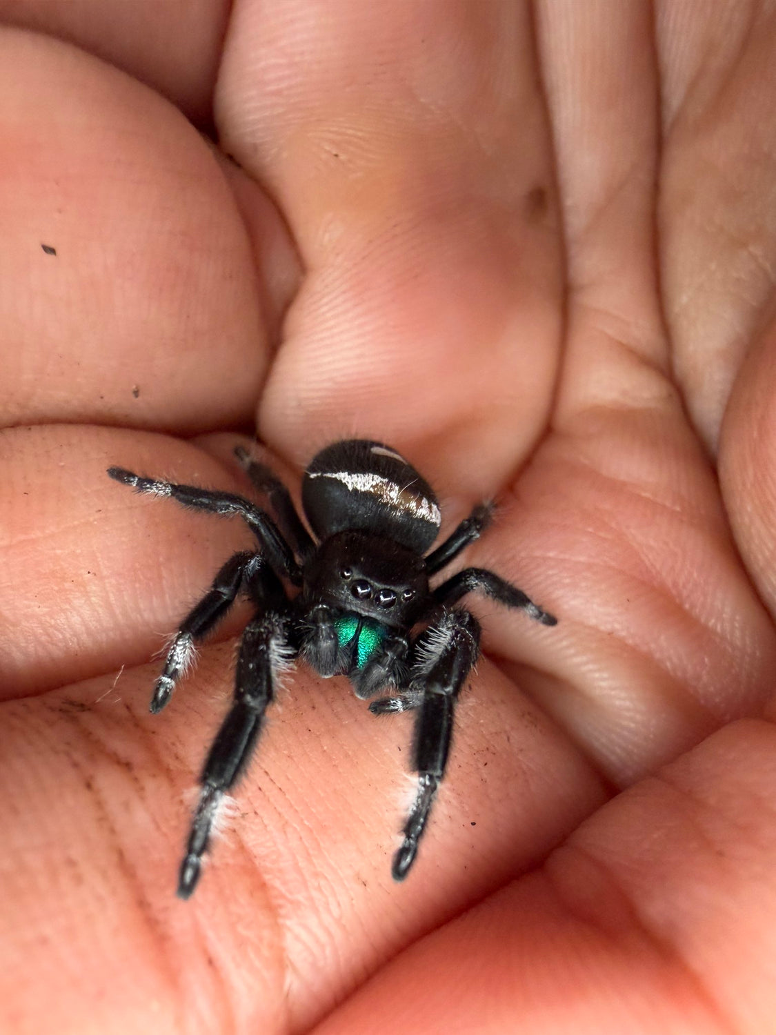 Regal Jumping Spider (Phidippus regius) 019 - 0.5-0.9" body (Juvenile/Adult) WC