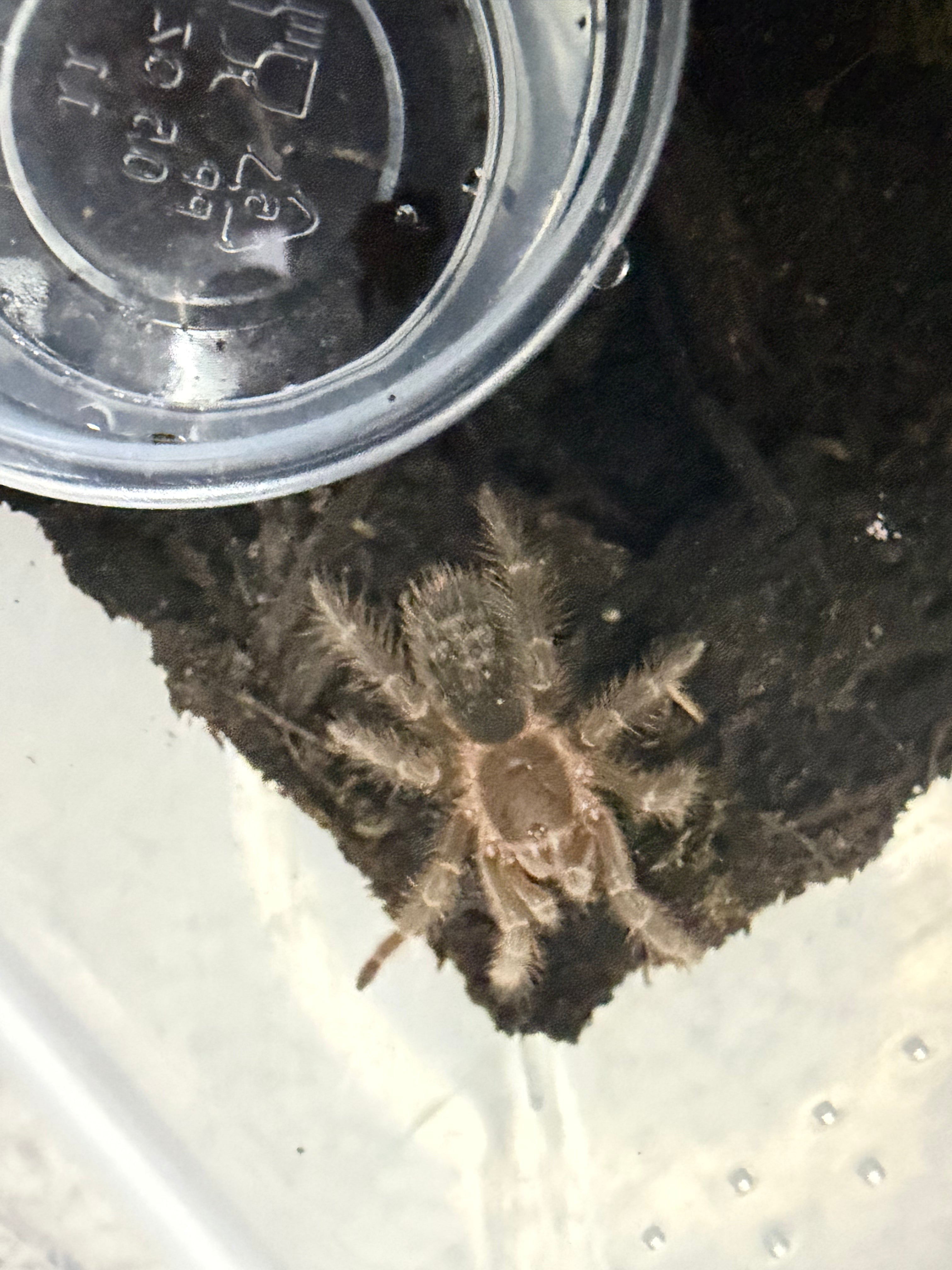 Chaco Golden Knee Tarantula (Grammostola pulchripes) - 0.75" (Sling) photo 2