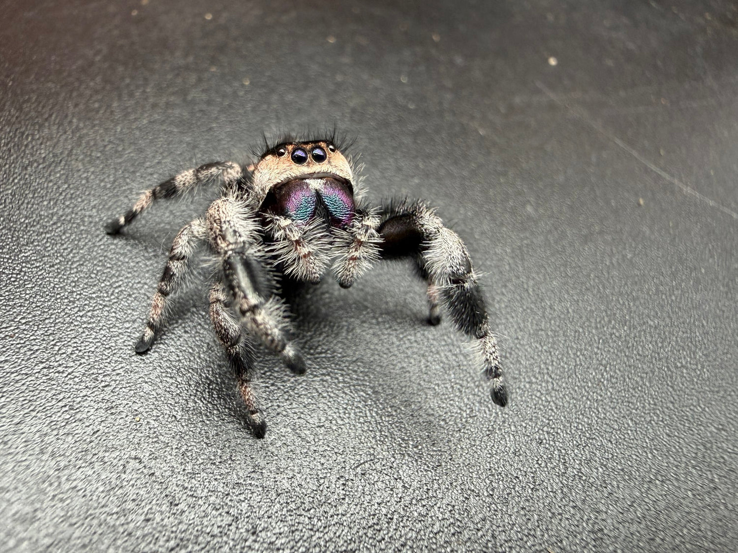 Regal Jumping Spider (Phidippus regius) 014 - 0.5-0.9" body (Juvenile/Adult) WC photo 2