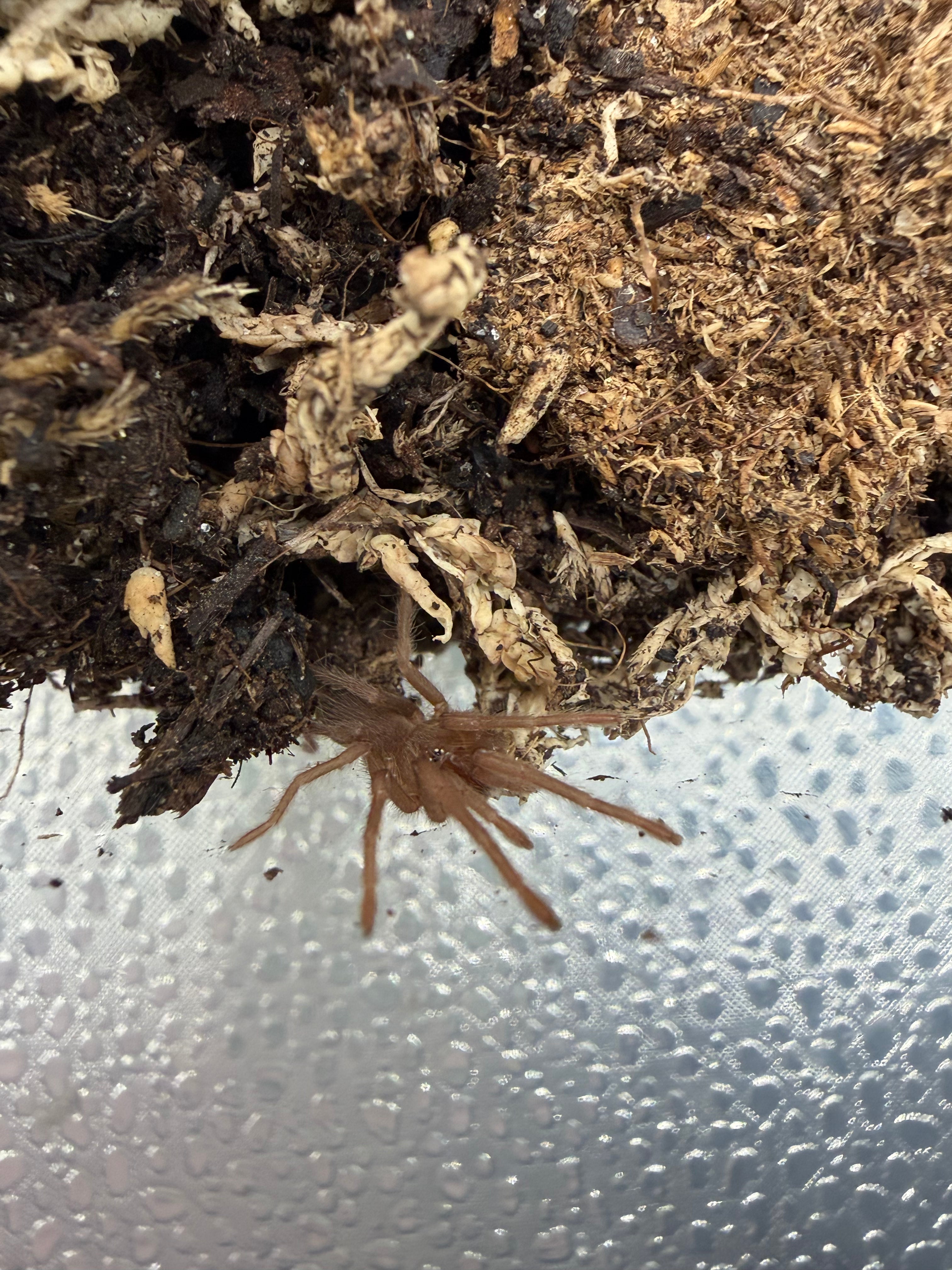 Philippine Tangerine Tarantula (Selenobrachys philippinus) - 0.75" (Sling) photo 2