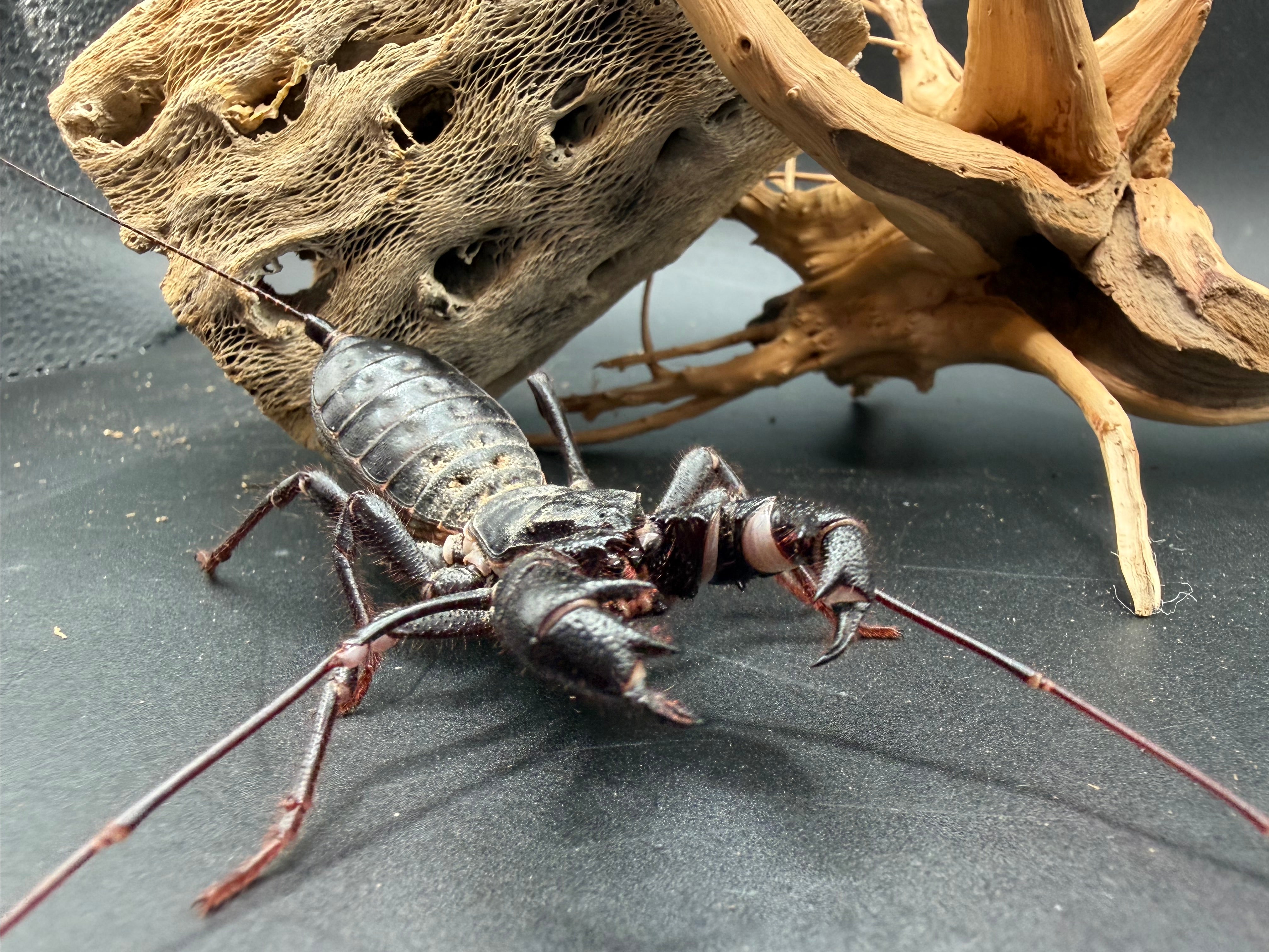 Texas Giant Vinegaroon (Mastigoproctus giganteus) - 2-3" body (Adult WC) photo 2