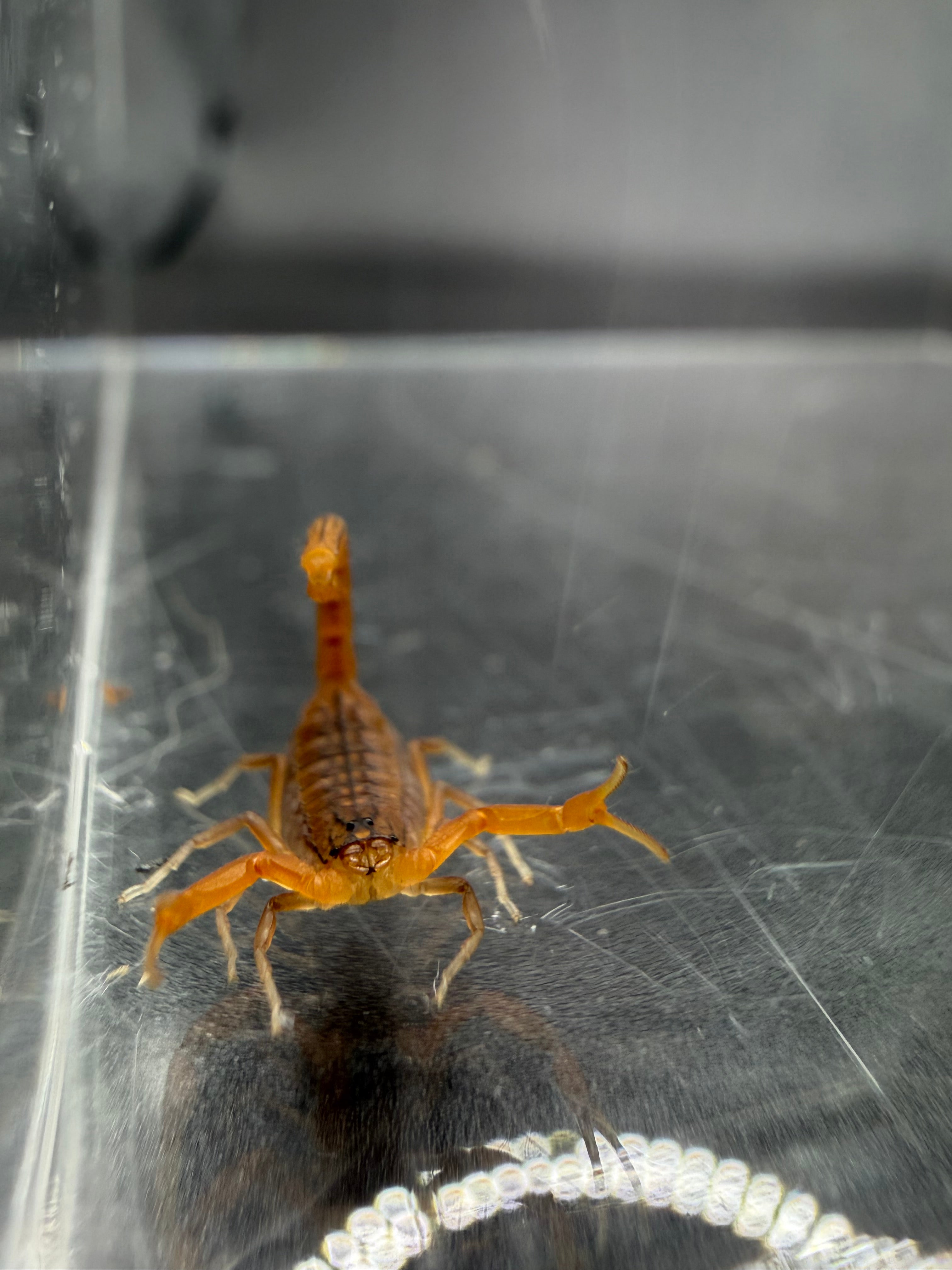 Indian Red Scorpion (Hottentotta tamulus) - 1/4-1/2" (2i/3i CB)