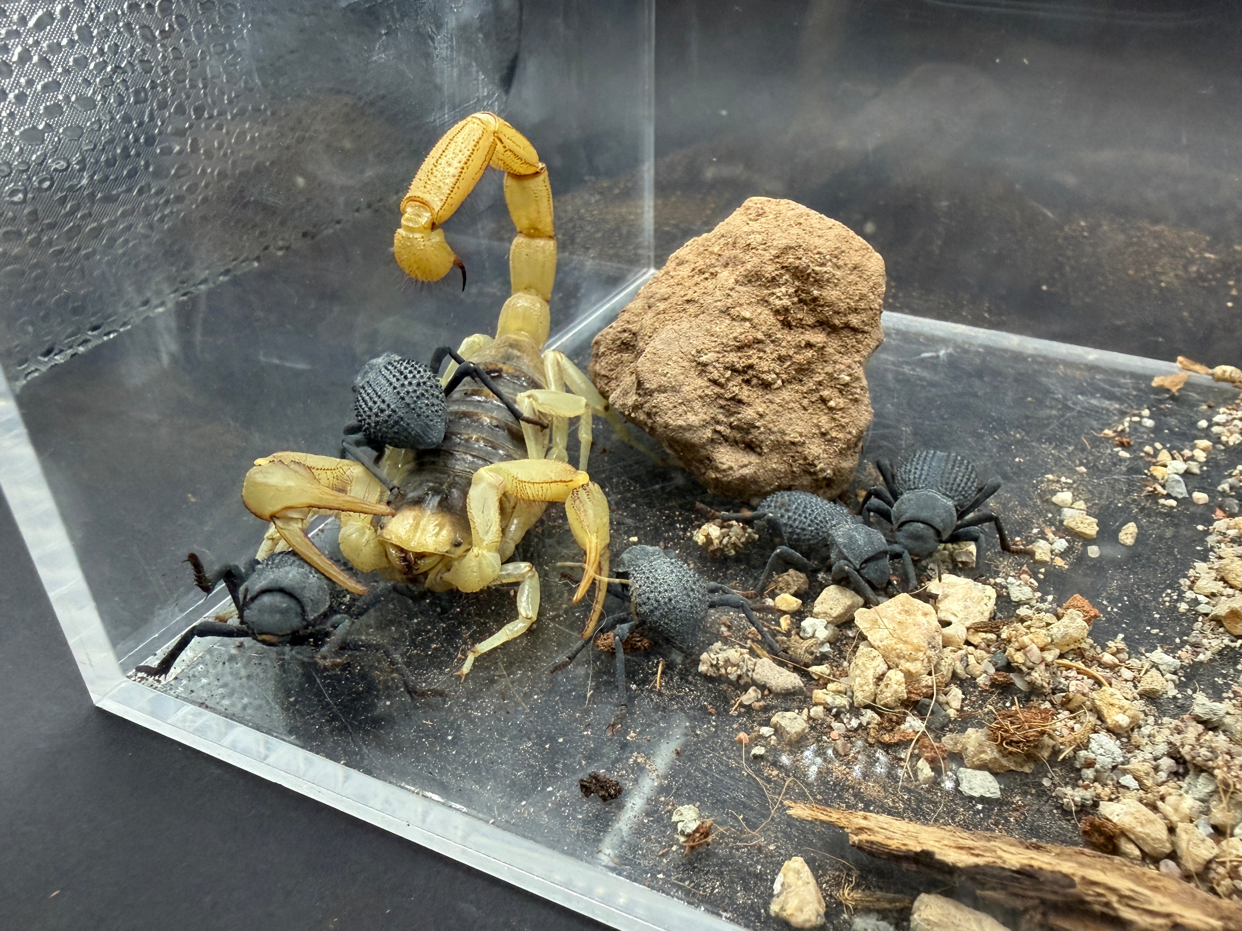 Giant Desert Hairy Scorpion + 5 Blue Death Feigning Beetles - Desert Pack - 1 Scorpion (4-7" WC) + 5 Beetles (1" WC) photo 2