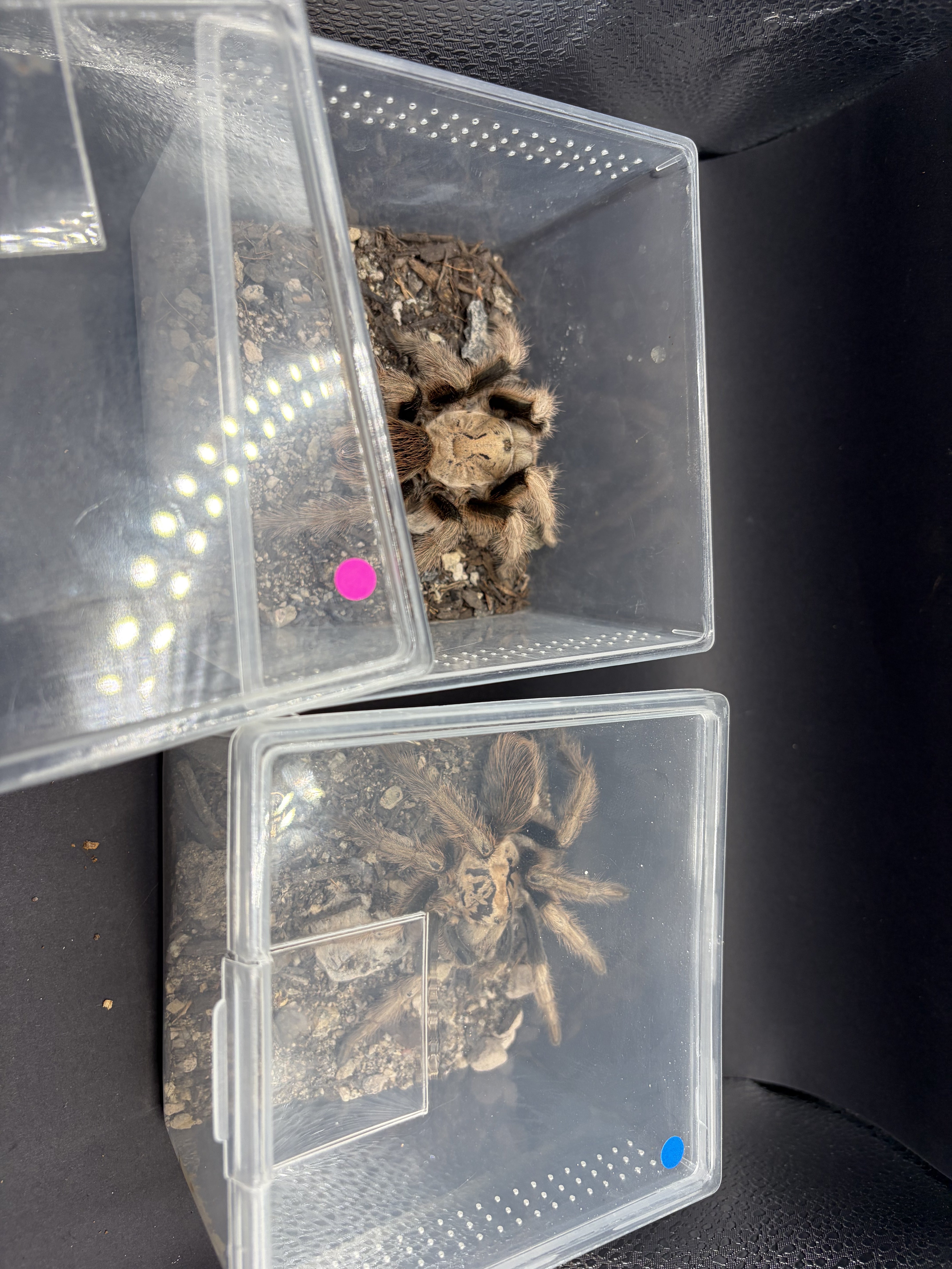 Arizona Blonde Tarantula (Aphonopelma chalcodes) Sexed Pair - Best Guess - 2.5-6" leg span (Sub-adult to Adult) photo 2