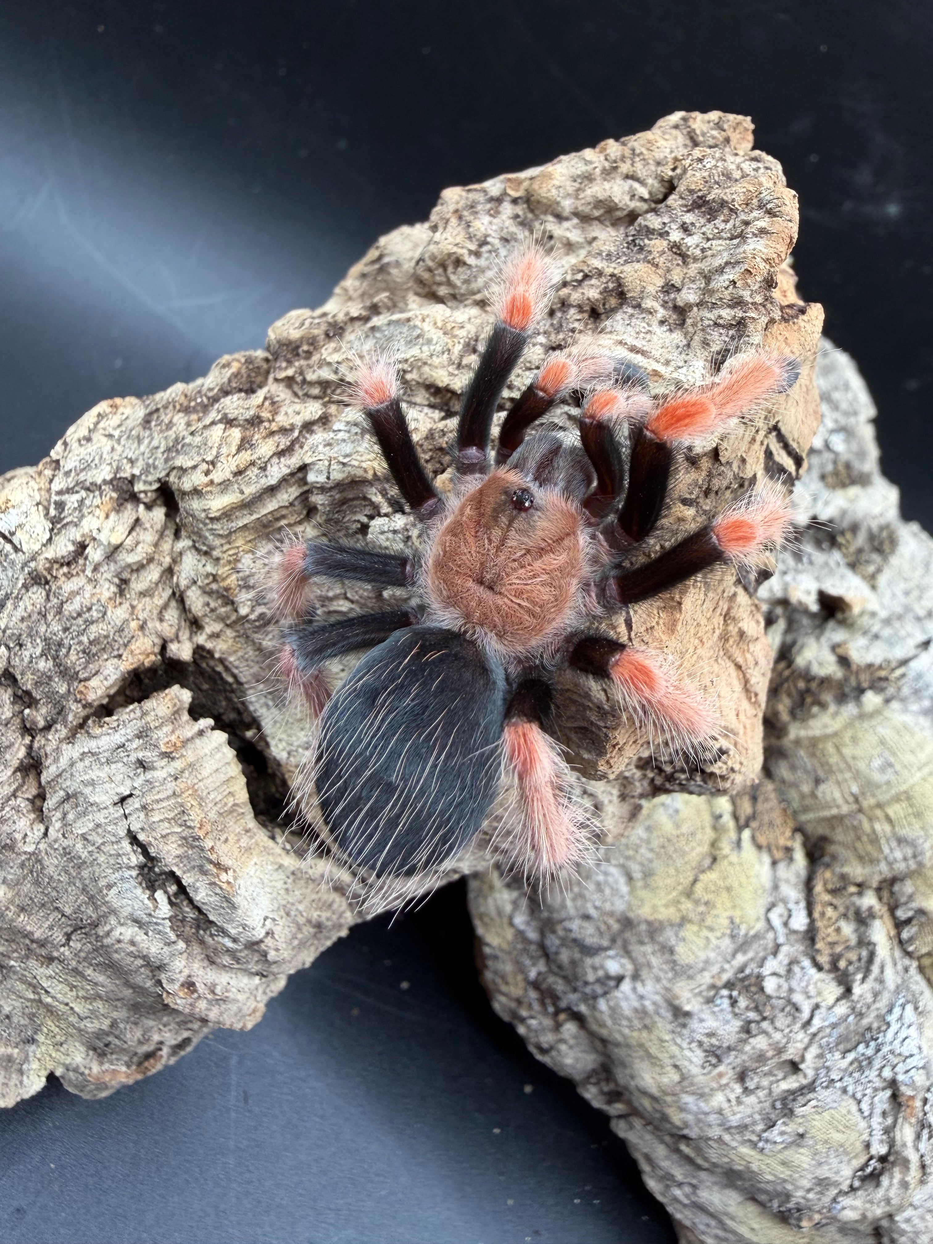 Mexican Fire Leg Tarantula (Brachypelma boehmei) - 1.5-2" (Juvenile) photo 3