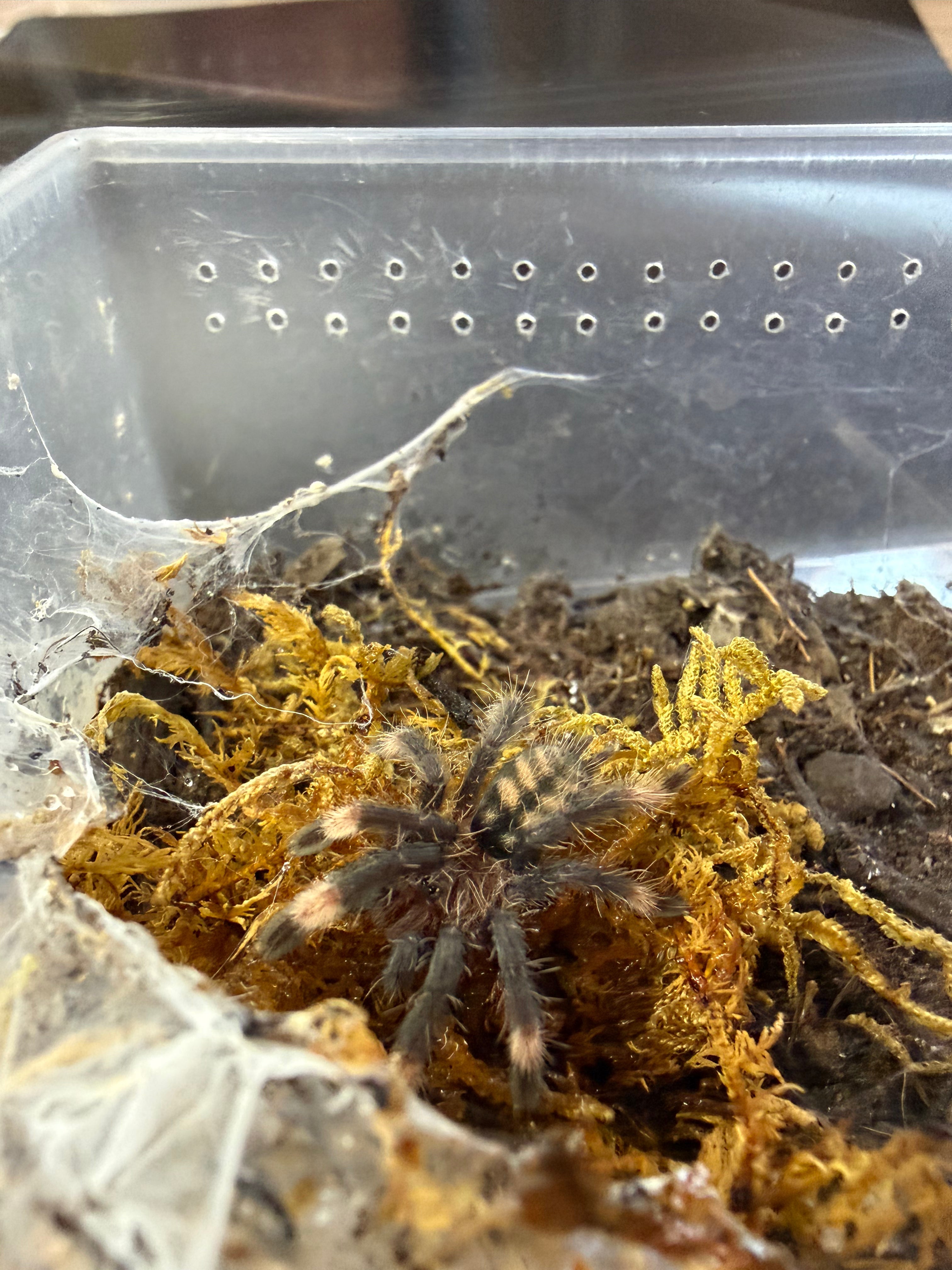 Venezuelan Suntiger Tarantula (Psalmopoeus irminia) - 3/4" (Sling)