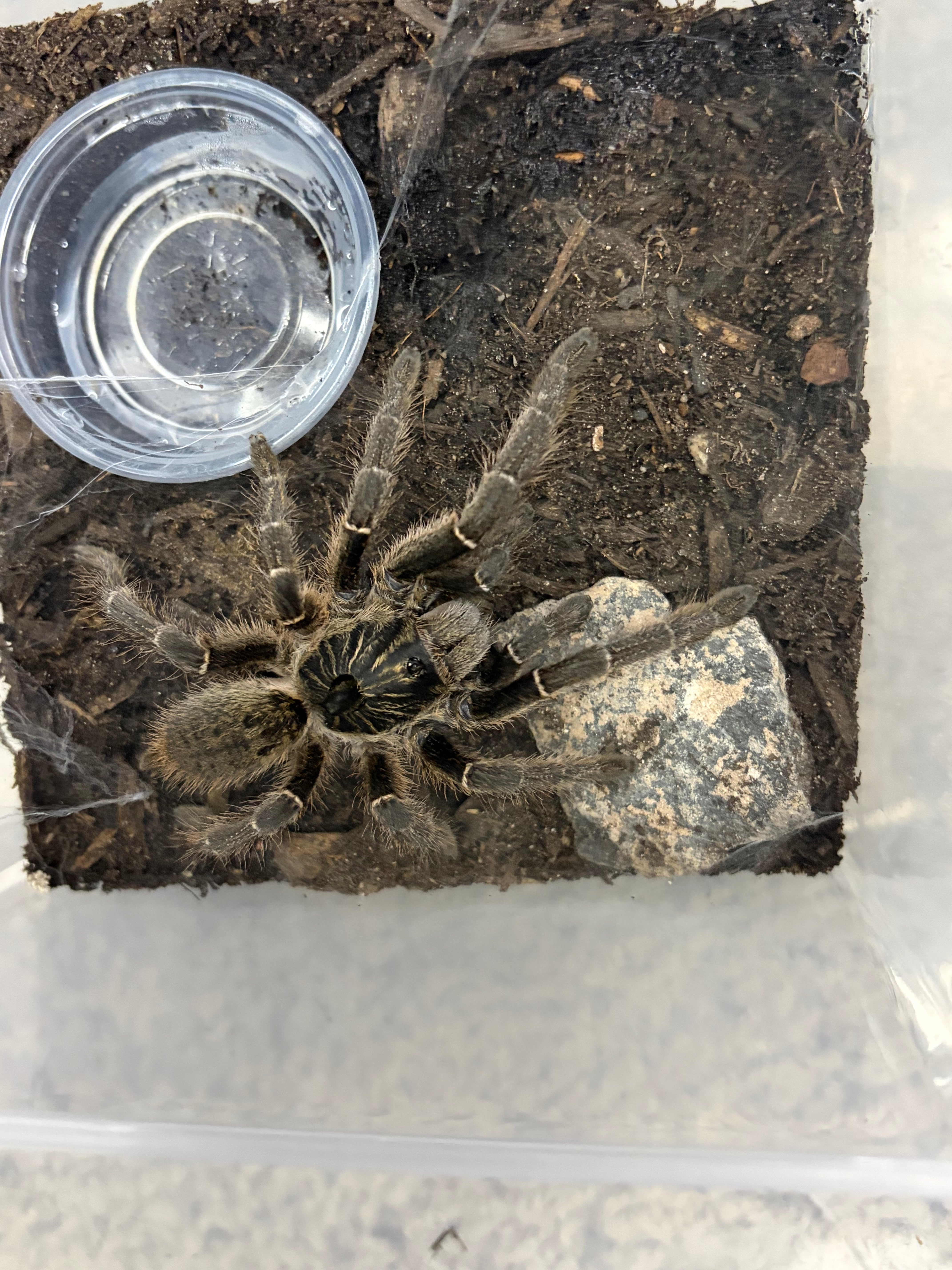 Unicorn Horned Baboon Tarantula (Ceratogyrus marshalli) - 2.5-3" (Unsexed)