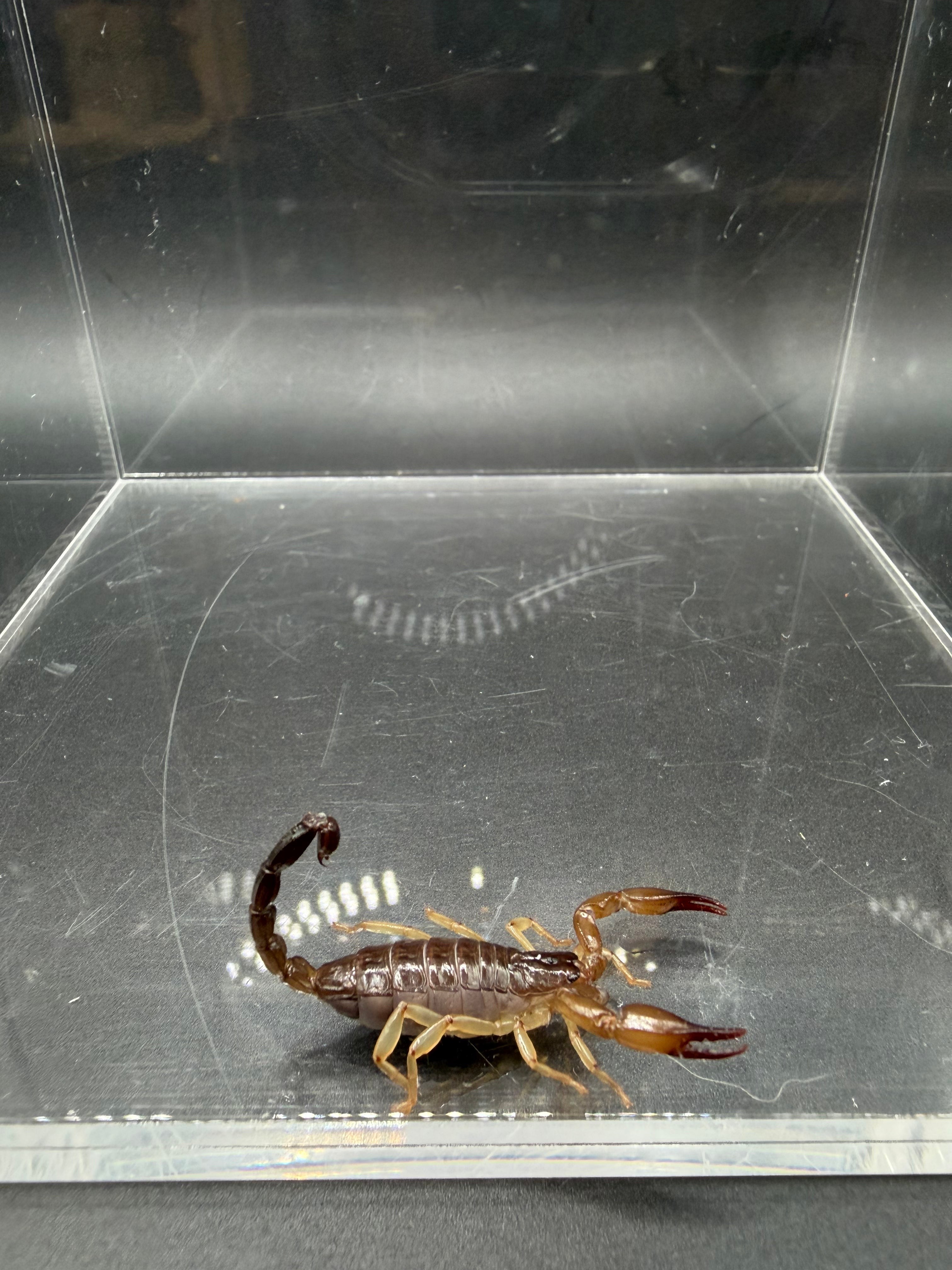 Whitei Scorpion (Nebo whitei) - 1-2" (4i CB) photo 3