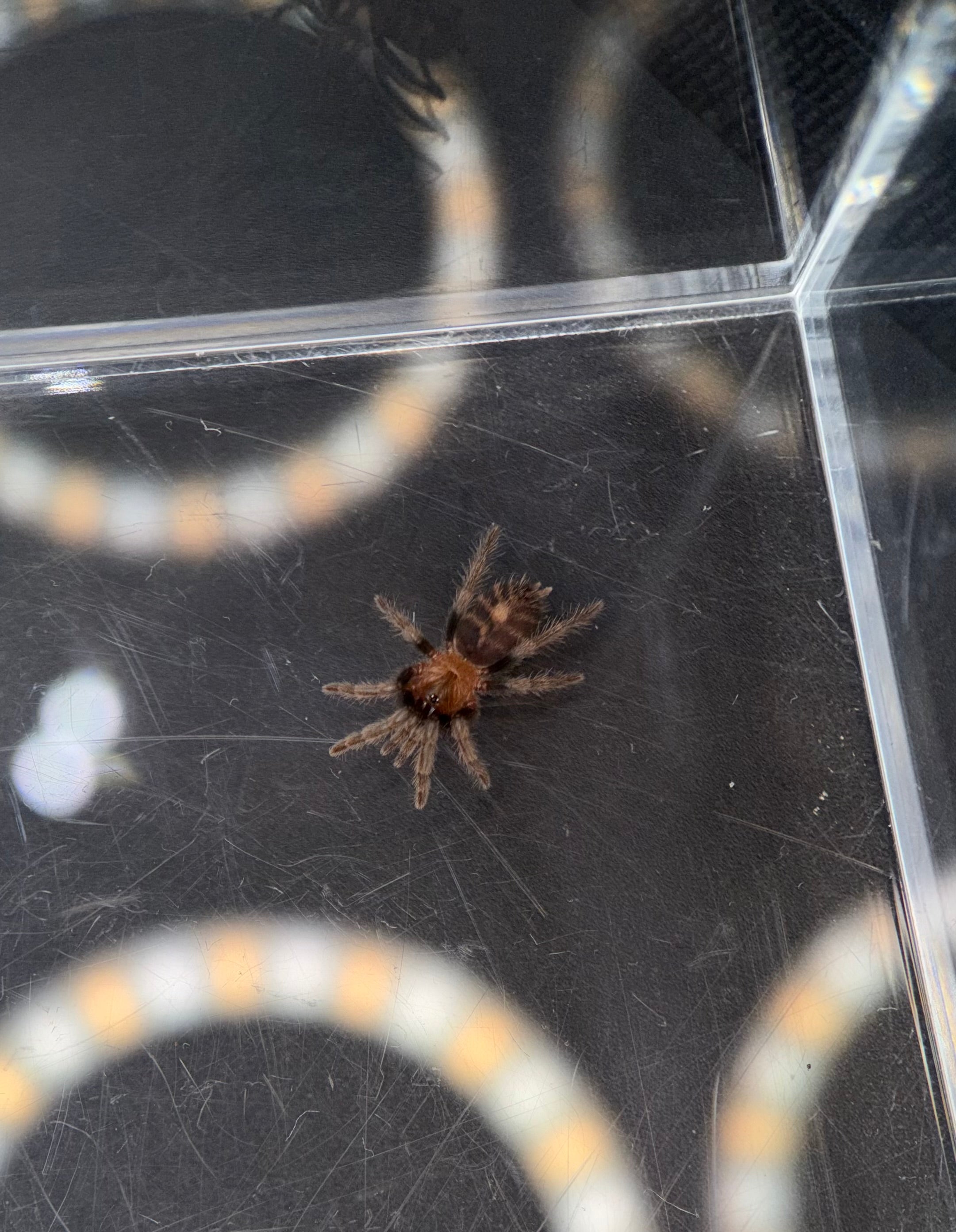 Guatemalan Tiger Rump Tarantula (Davus pentaloris) - 1/4-1/2" (Sling)
