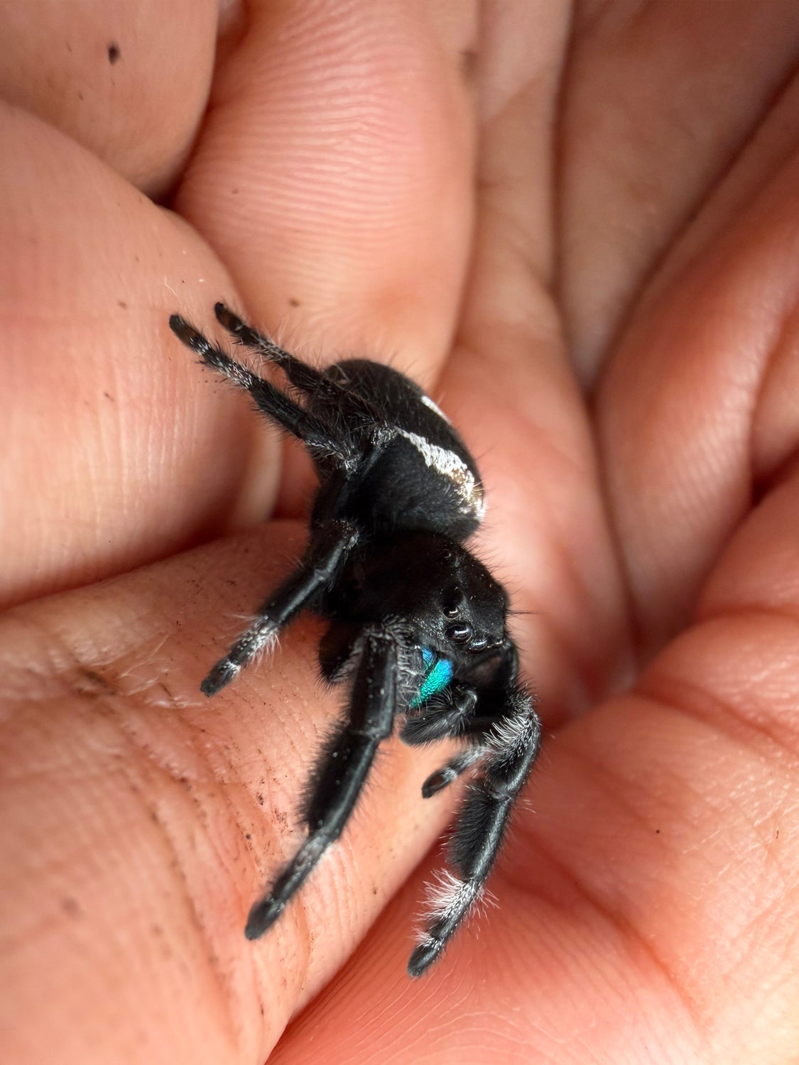 Regal Jumping Spider (Phidippus regius) 019 - 0.5-0.9" body (Juvenile/Adult) WC photo 2