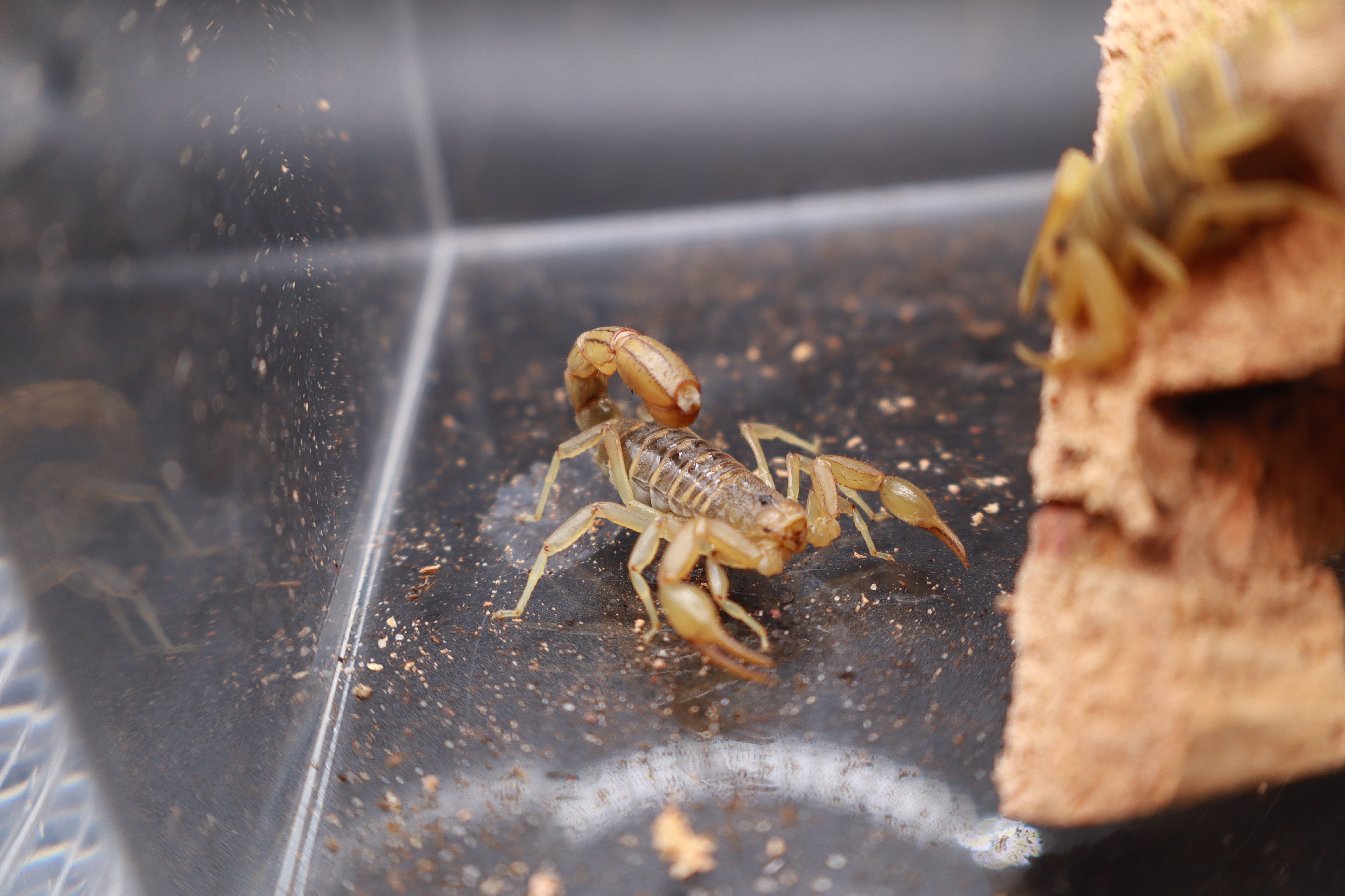 Striped Devil Scorpion (Paravaejovis spinigerus) - 2-3" (Adult) photo 2