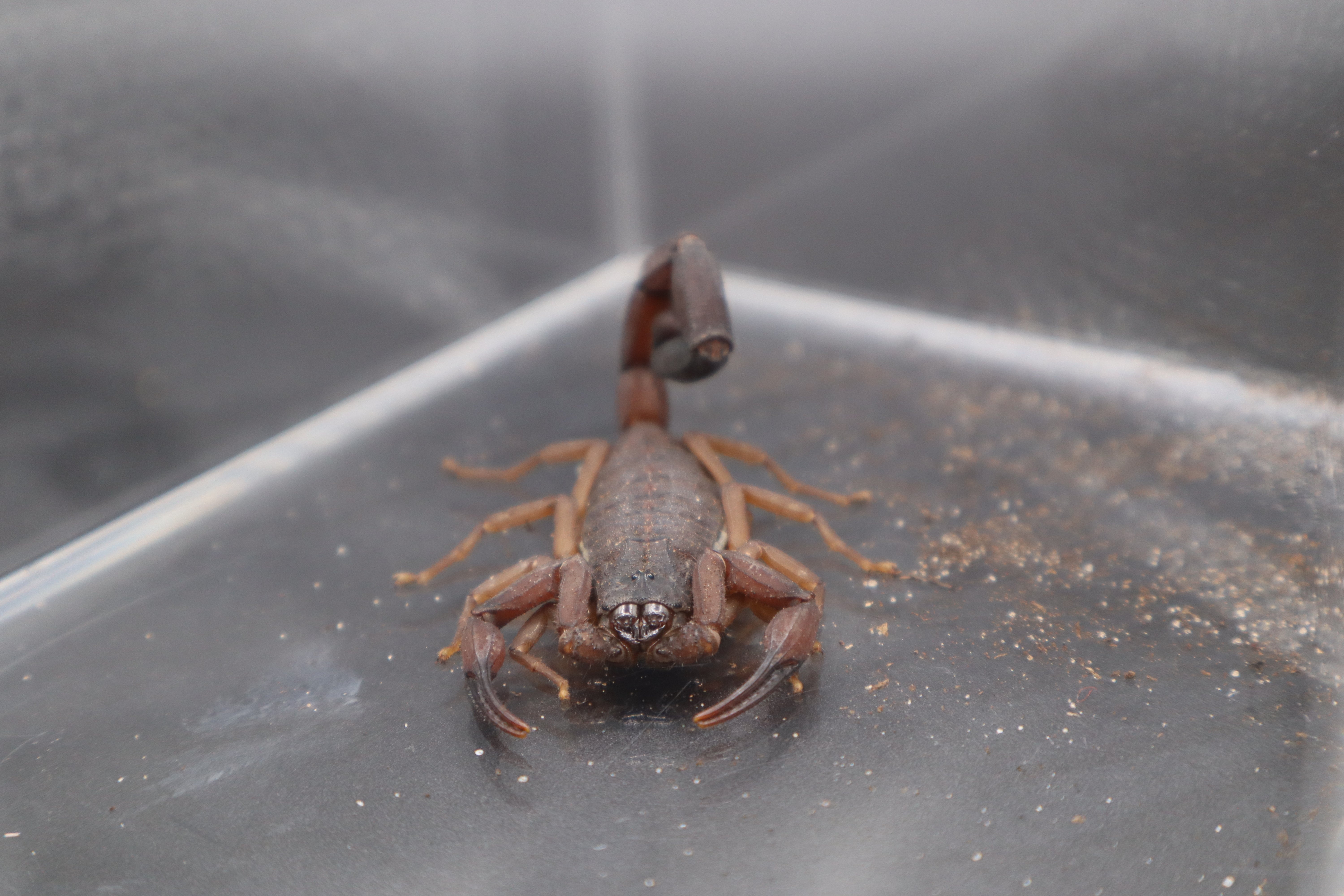 Florida Bark Scorpion (Centruroides gracilis) - 1/4-1/2" (Scorpling, 1st-2nd Instar CB) photo 3