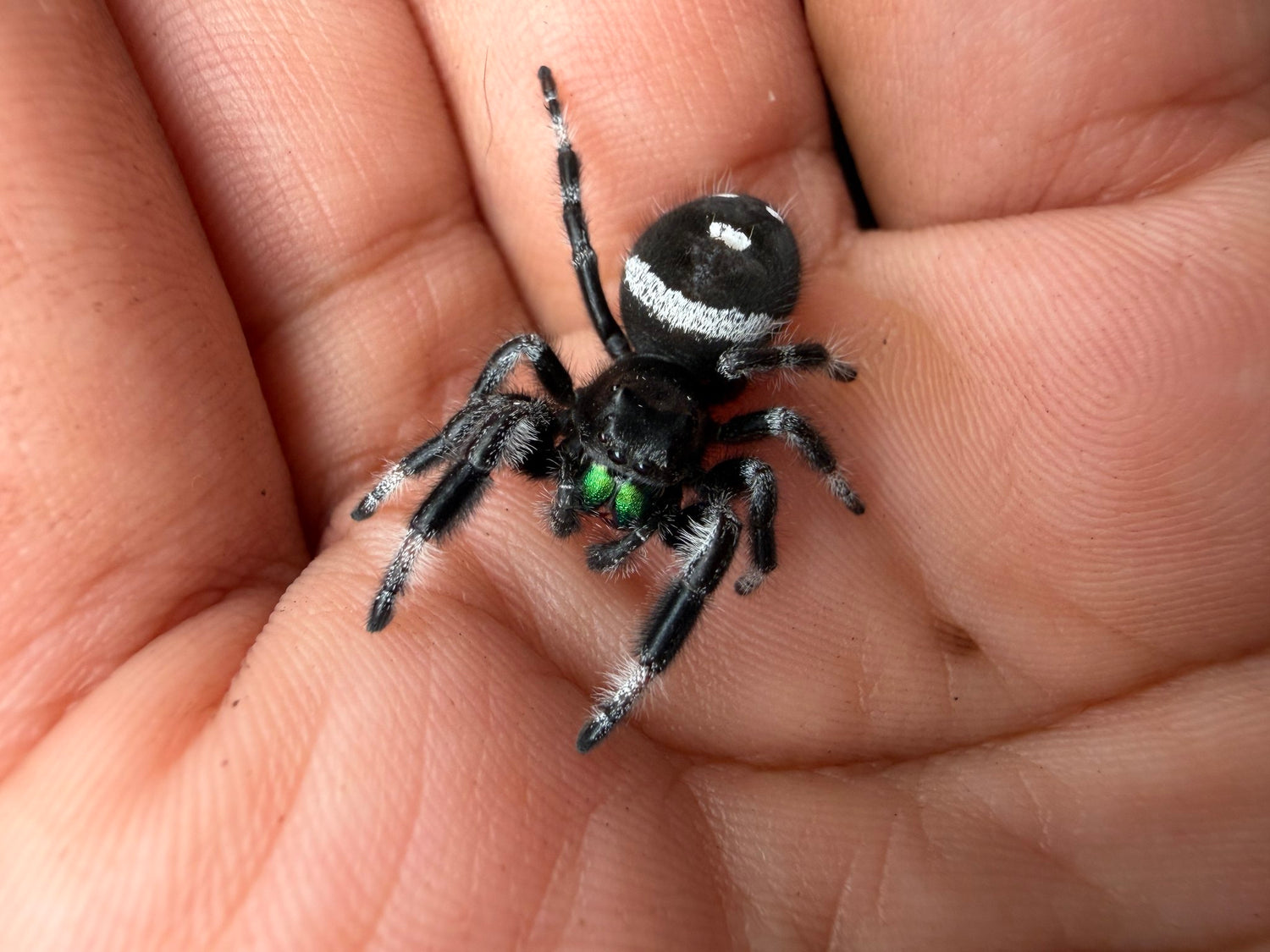 Regal Jumping Spider (Phidippus regius) 028 - 0.5-0.9" body (Juvenile/Adult) WC photo 2