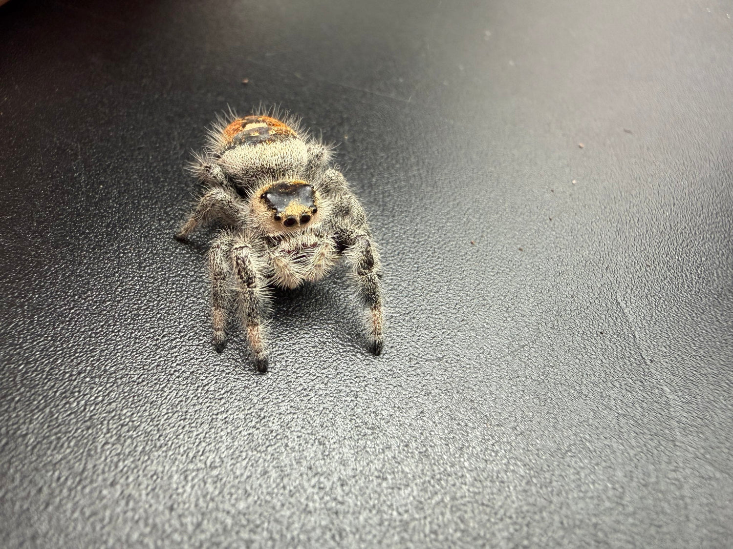 Regal Jumping Spider (Phidippus regius) 026 - 0.5-0.9" body (Juvenile/Adult) WC
