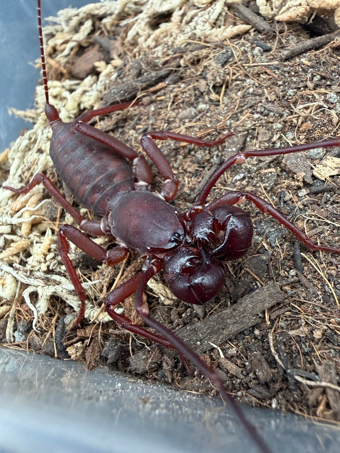 Indochinese / Red Leg Vinegaroon (Typopeltis laurentianus) - 1-2" (Subadult/Adult, Unsexed) WC
