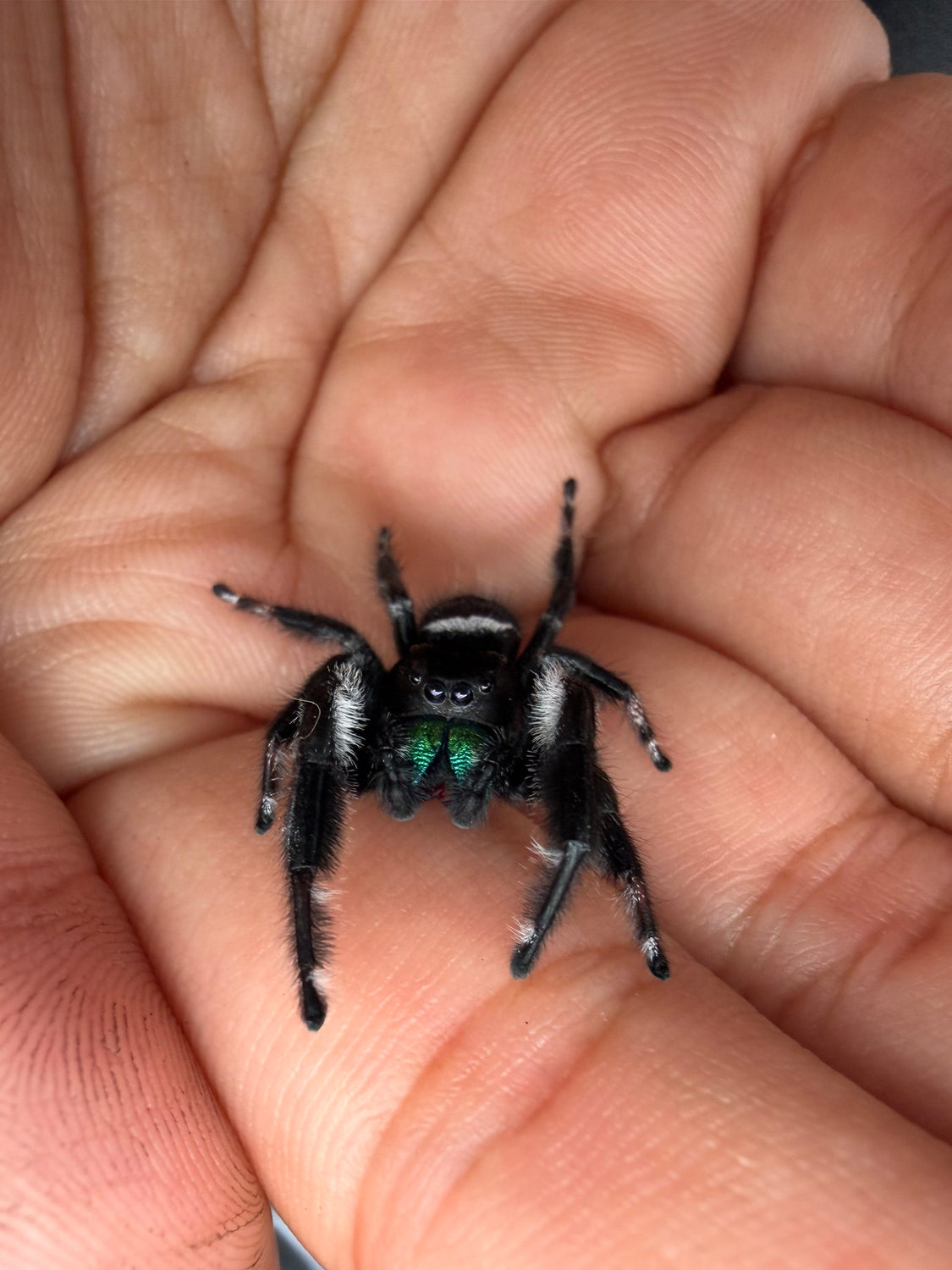Regal Jumping Spider (Phidippus regius) 022 - 0.5-0.9" body (Juvenile/Adult) WC photo 2