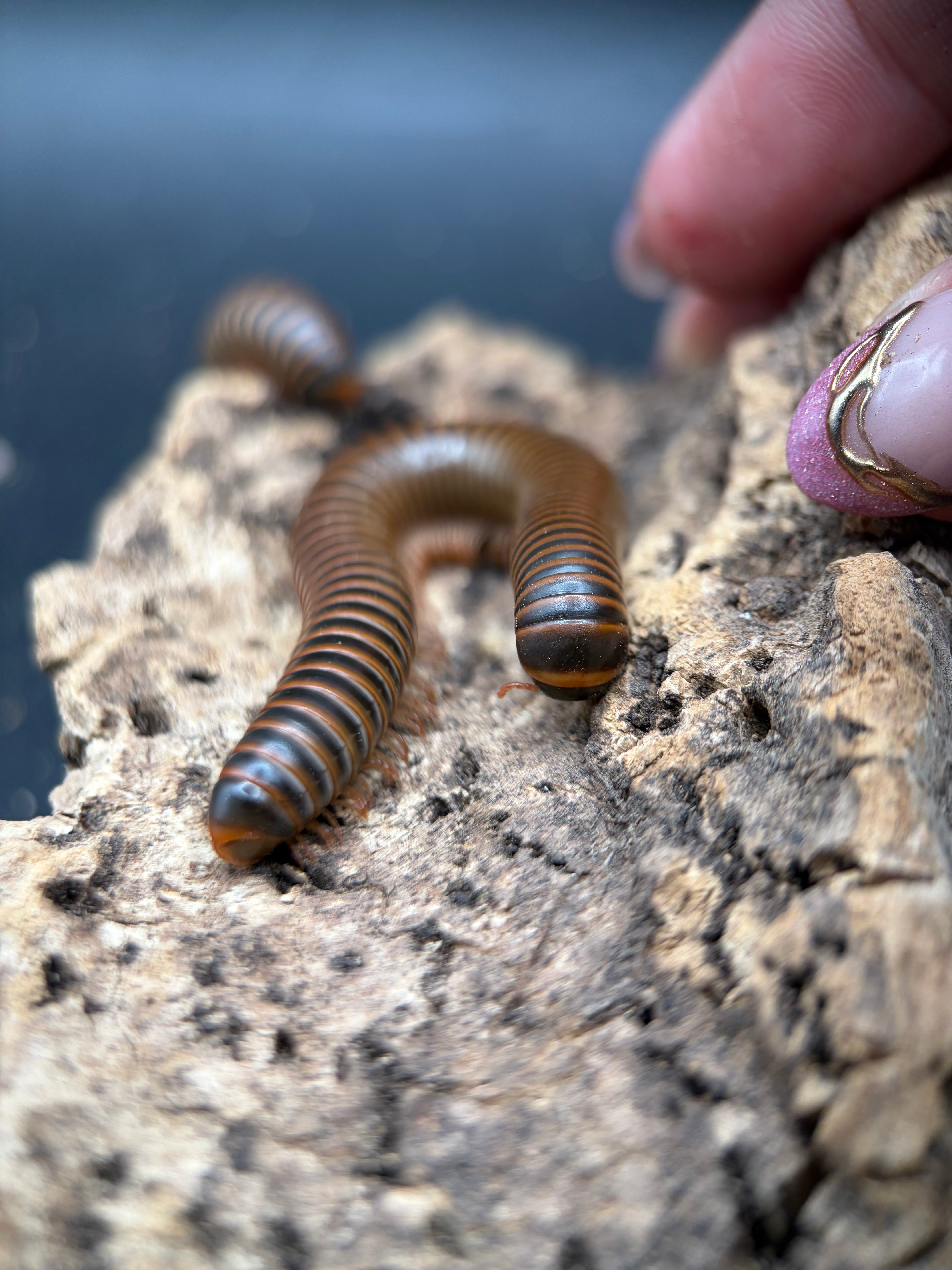 American Pinkfoot Millipede (Narceus americanus) - 2-4" (Mixed Sizes WC) photo 2