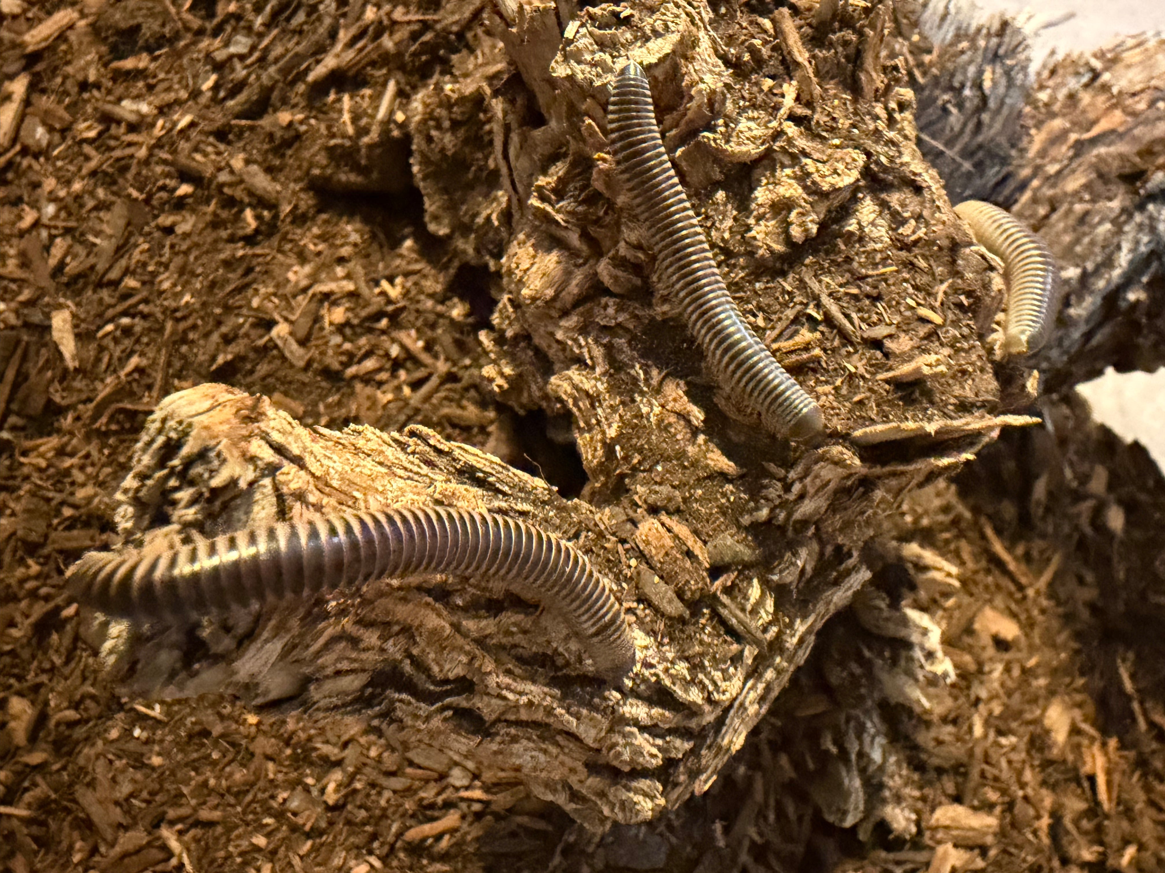 10 Count Lot - Purple Rainbow Ivory Millipede (Chicobolus spinigerus) - 2-4" (Mixed Sizes WC)