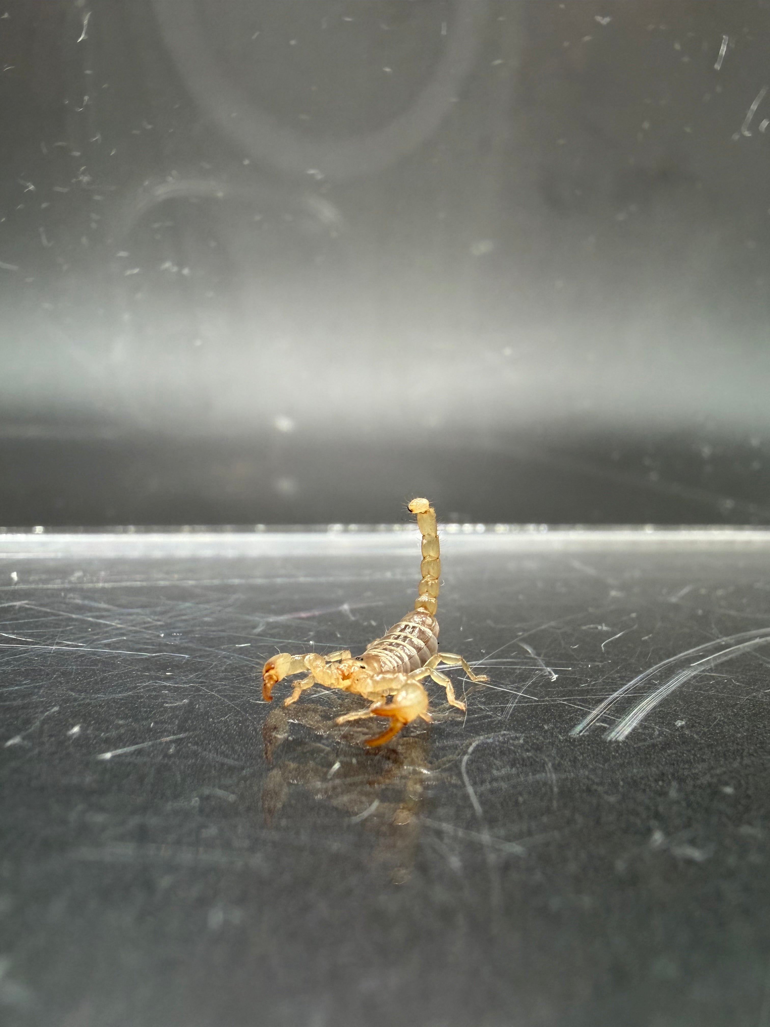 Ruby Rock Scorpion (Diplocentrus spitzeri) - 1/4-1/2" (2i/3i CB) photo 2