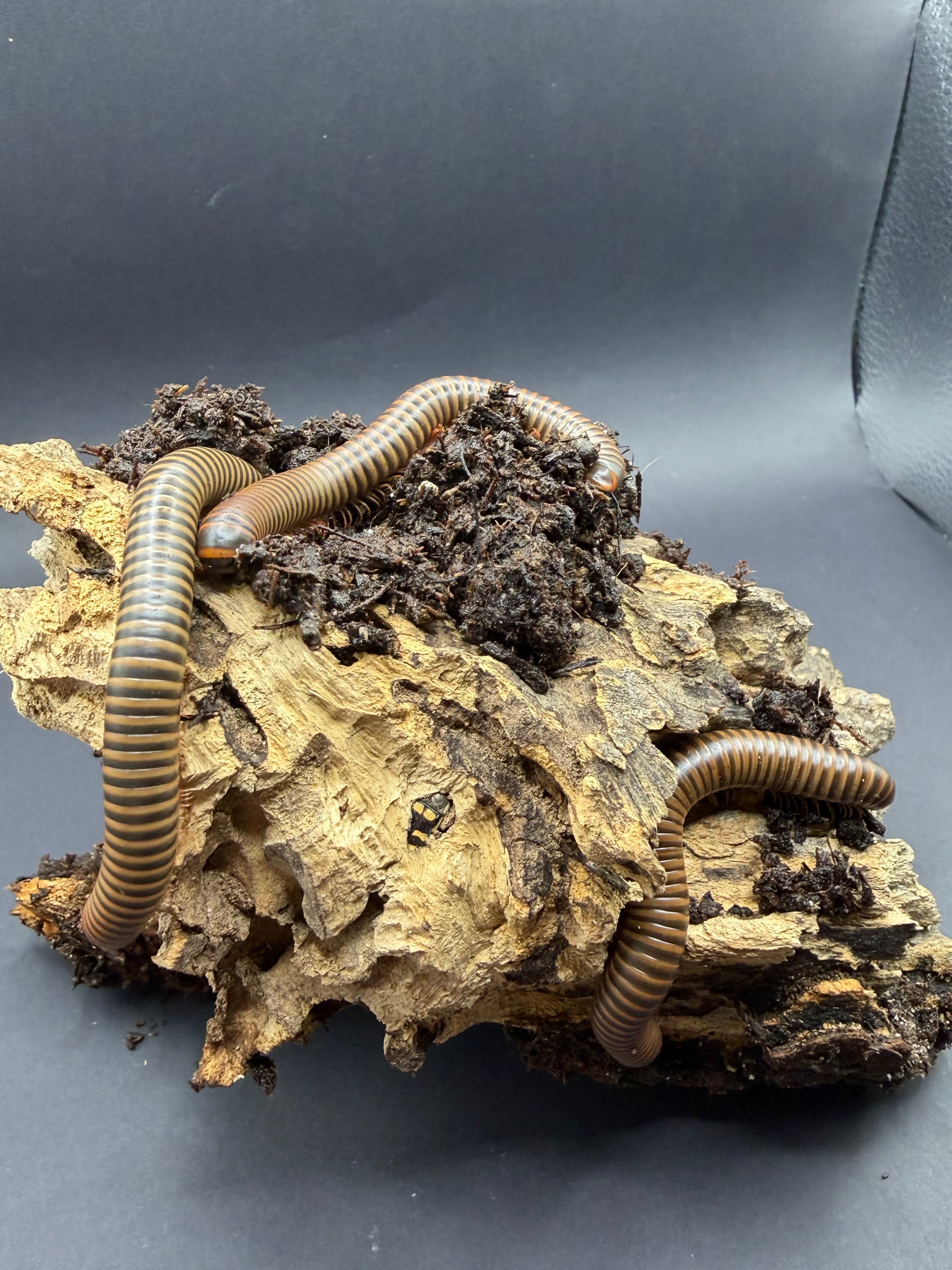 10 Count Lot - American Pinkfoot Millipede (Narceus americanus) - 2-4" (Mixed Sizes WC) photo 3
