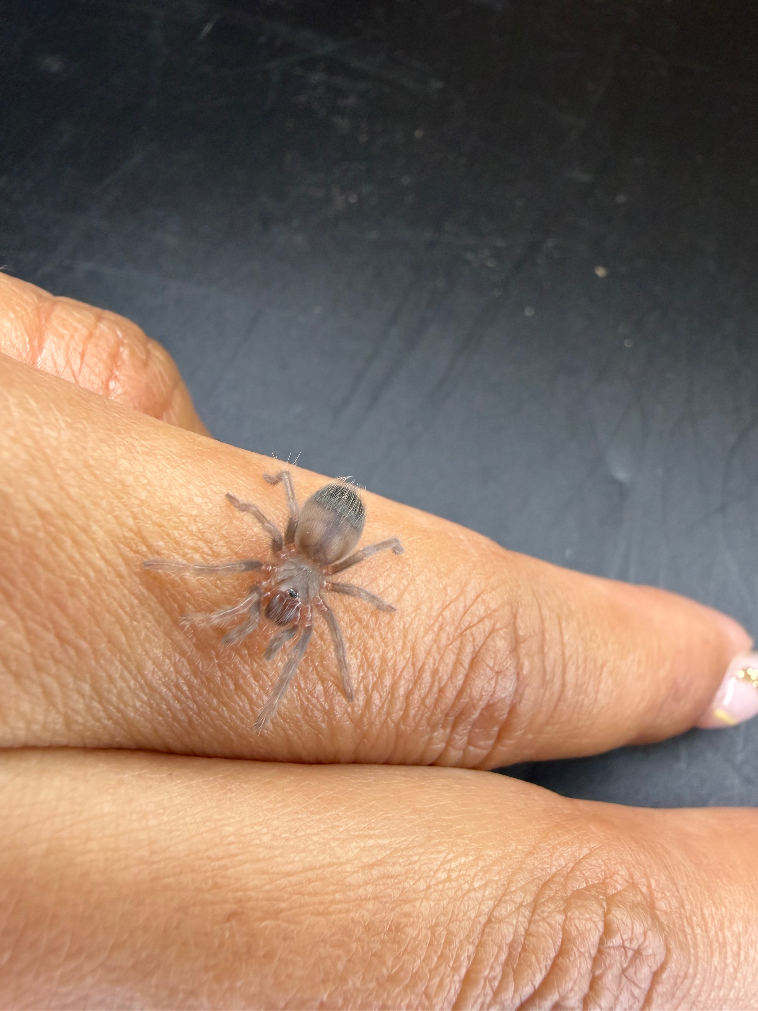 Brazilian Blue Tarantula (Lasiocyano sazimai) - 1/4-0.5" (Sling)
