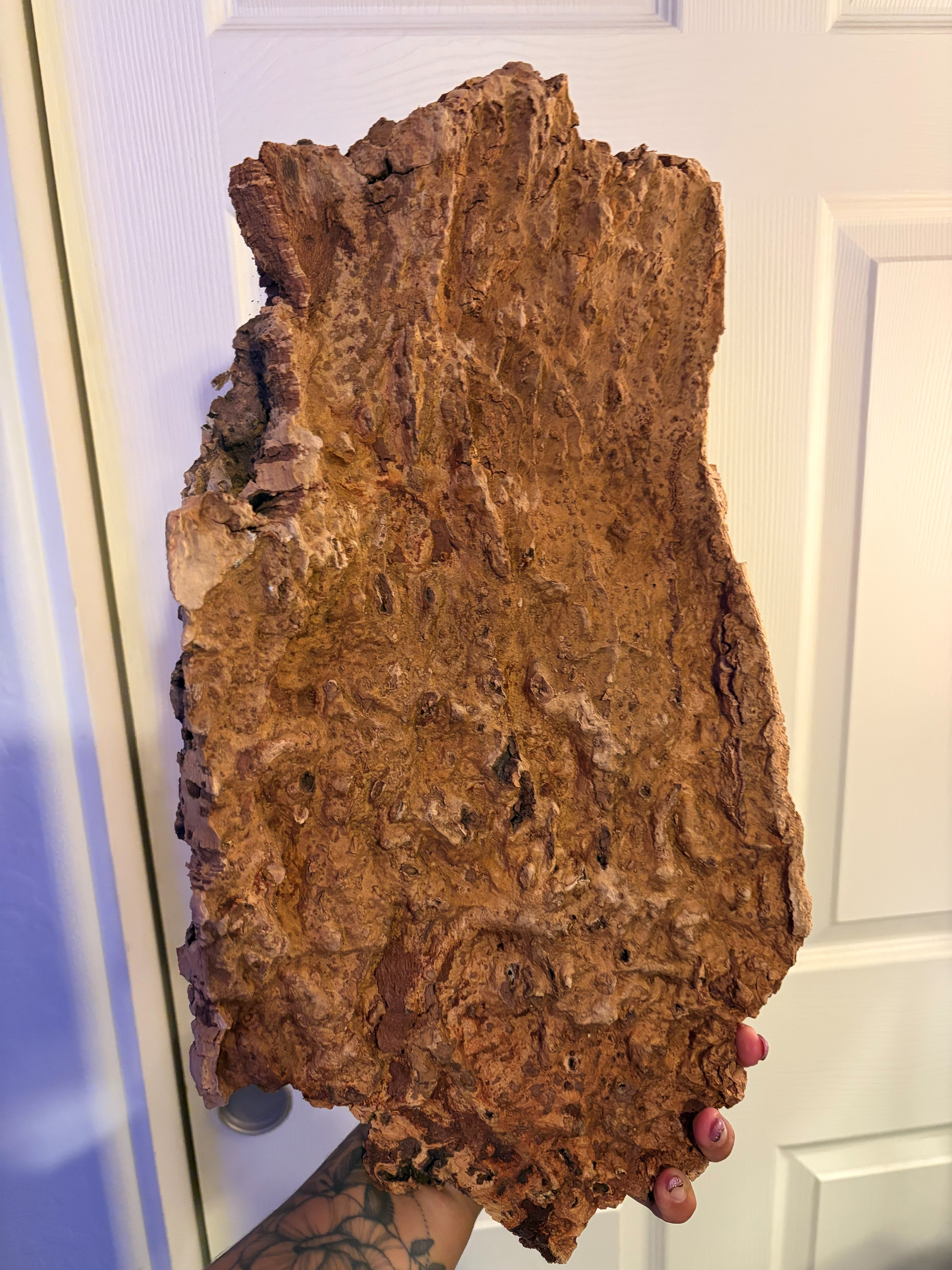 Cork Bark - Large Flat (Exclusive) - Large
