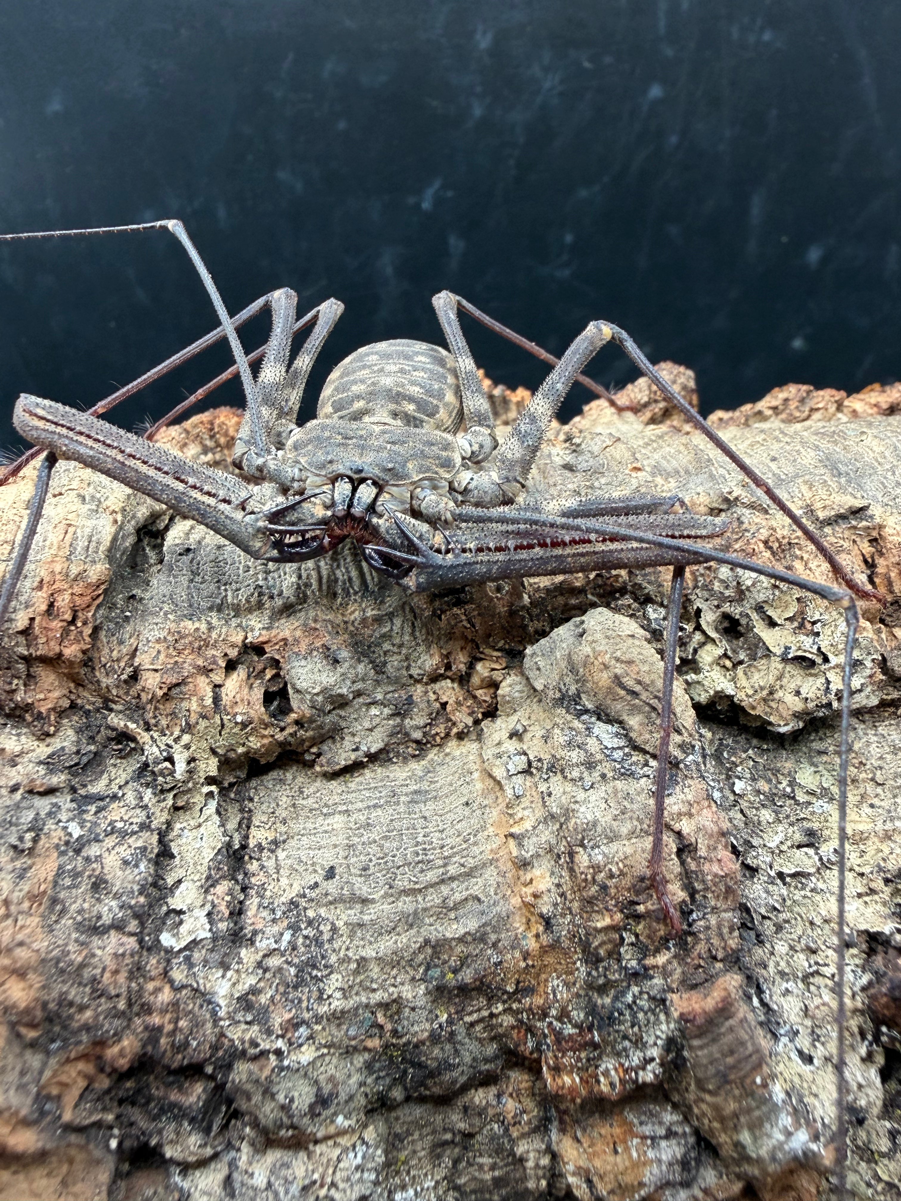 African Whip Scorpion (Damon variegatus) - 3-5" leg span (Mixed Sizes WC)