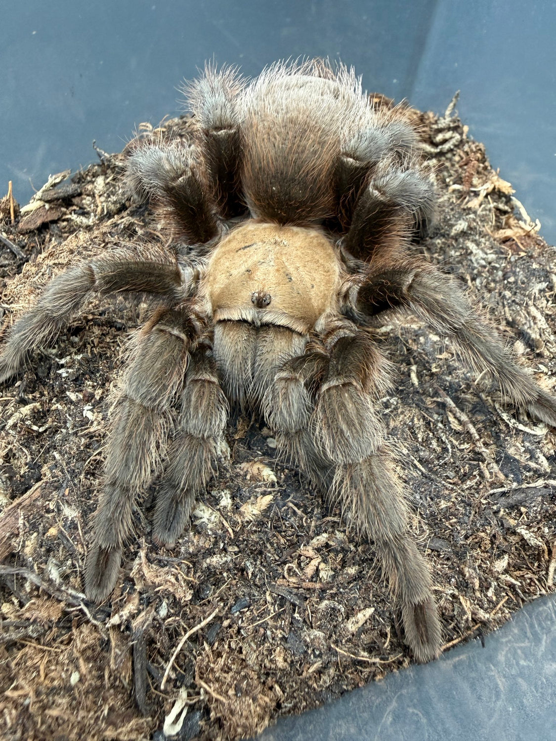 Oklahoma Brown Tarantula Jumbo Female (Aphonopelma hentzi) - 4-6" leg span WC