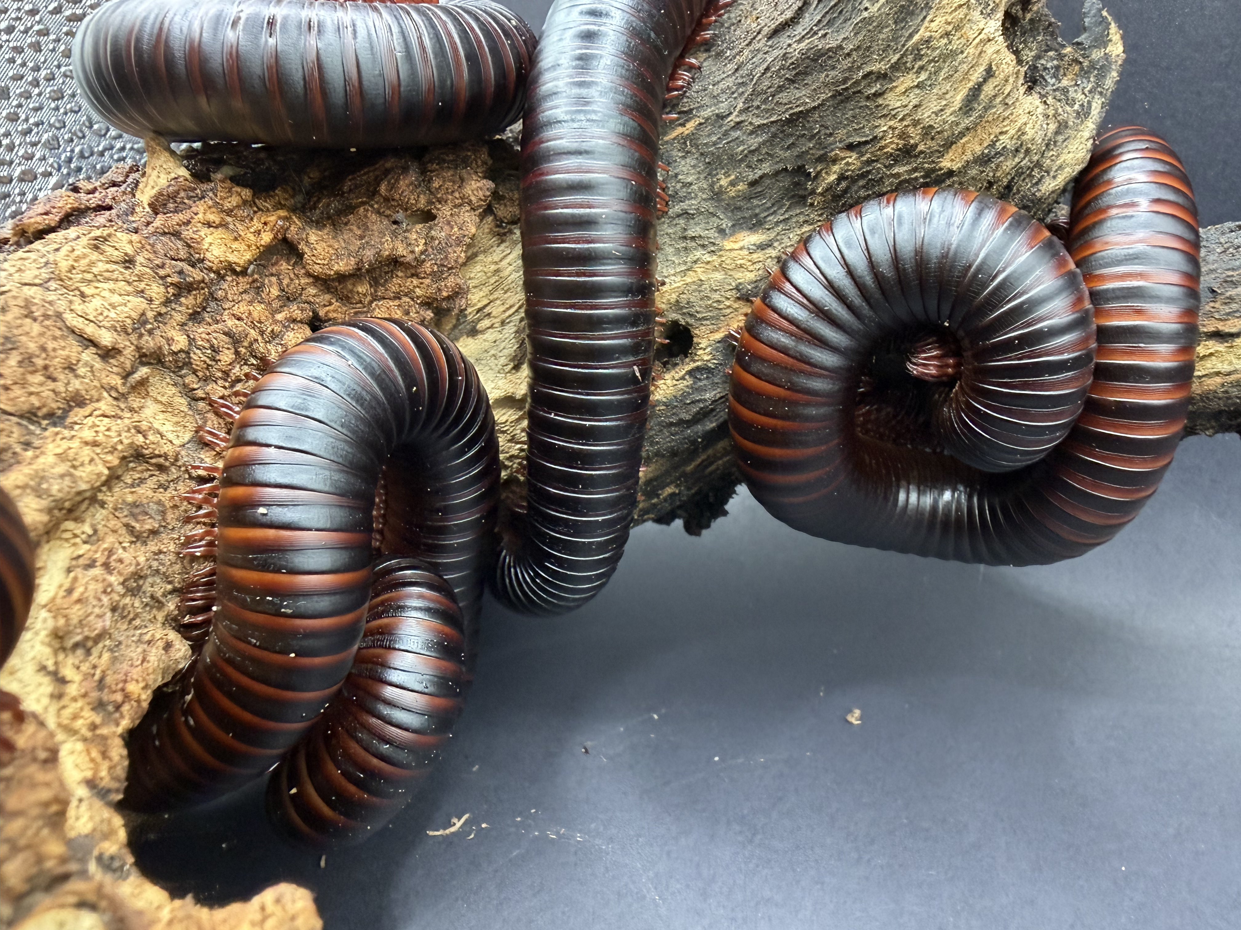 5 Count Lot - African Giant Millipede (Archispirostreptus gigas) - 5-8" (Medium-Large WC) photo 3