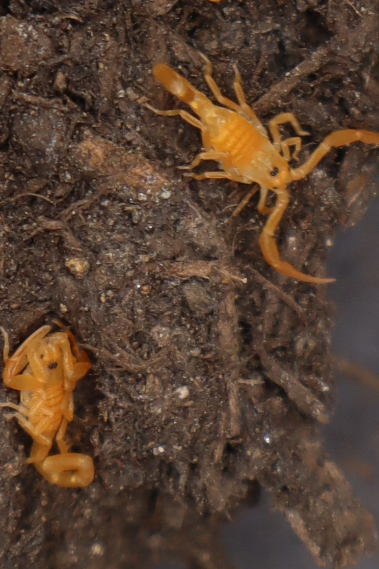 Arizona Bark Scorpion (Centruroides sculpturatus) - 3/8-3/4" (2-3 Instars CB)