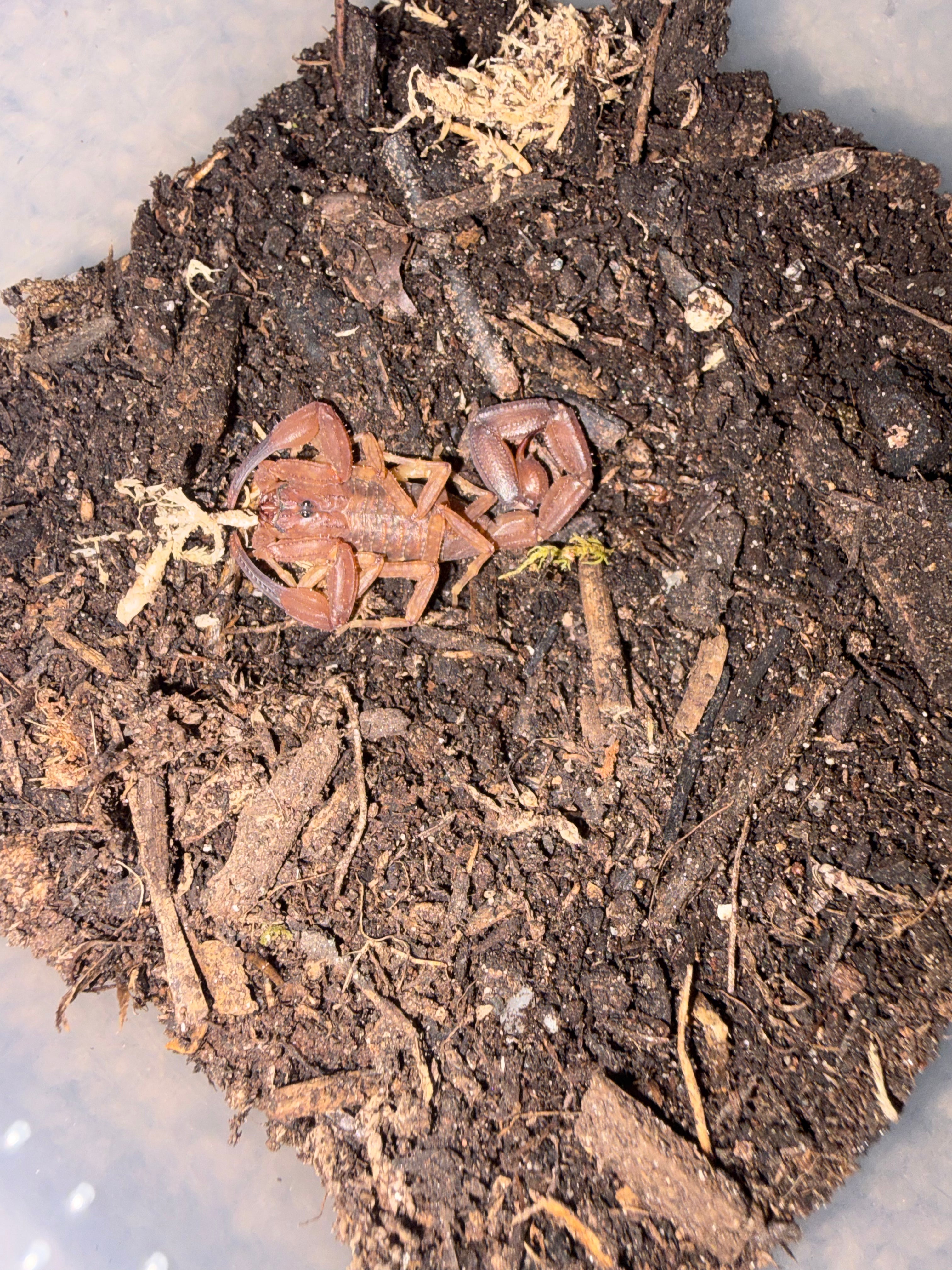 Magnificent Thick-tailed Scorpion (Androcottus magnimanus) - 0.5-0.75" (Scorpling)