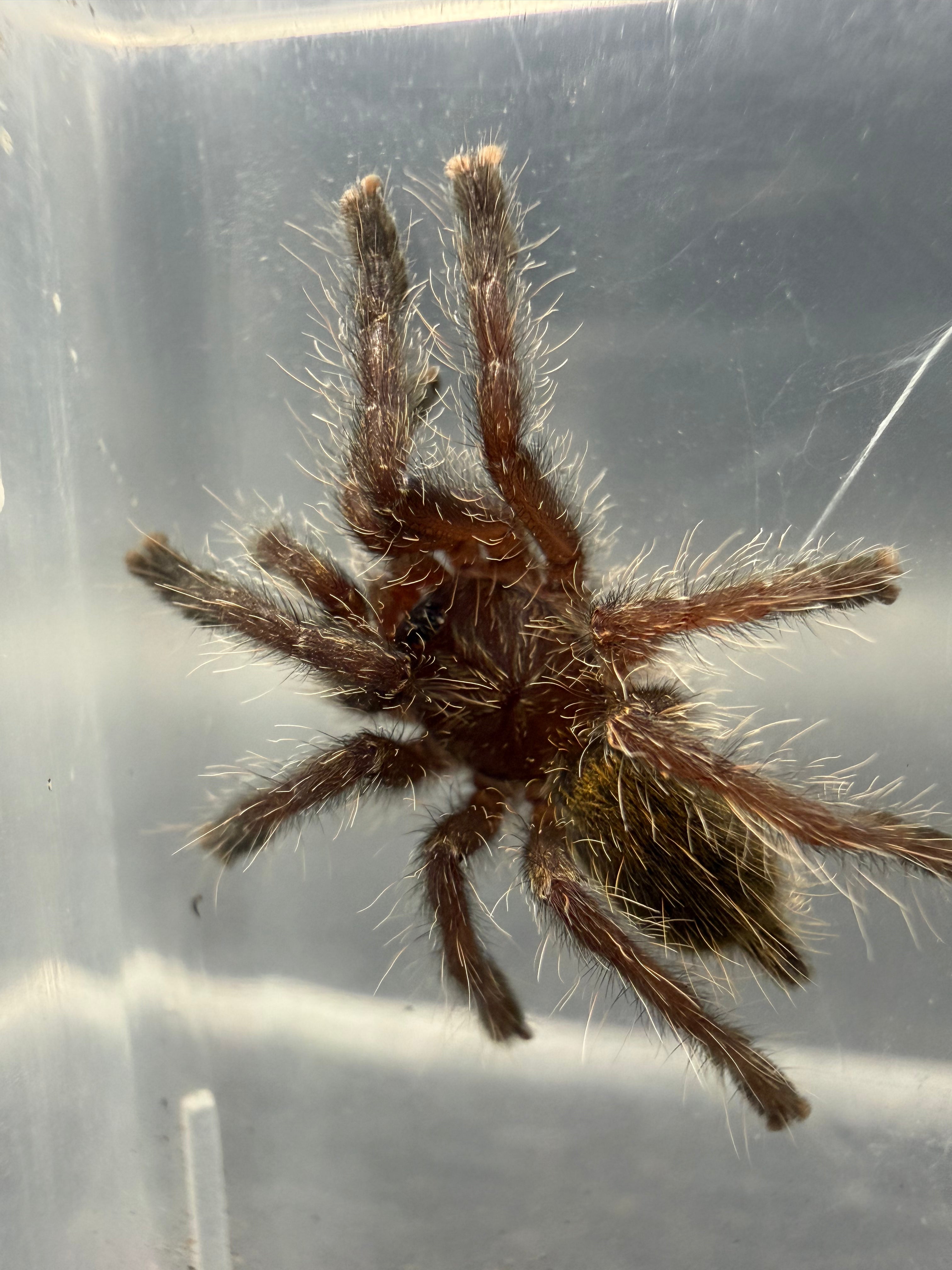 Gold & Orange Baboon Tarantula (Pterinochilus murinus DCF 'Kigoma') - 1-1.25" (Sling) photo 2
