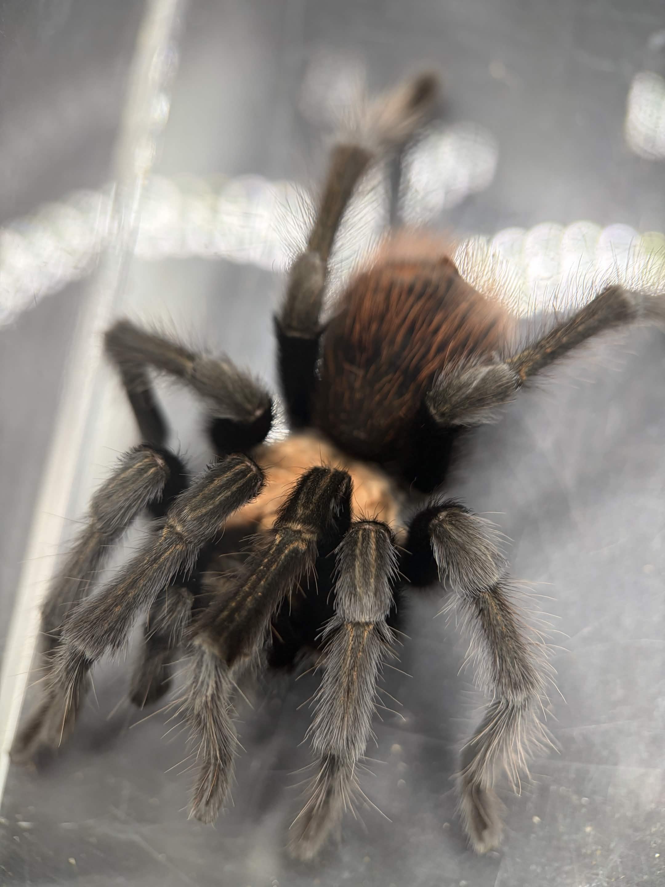 Arizona Blonde Tarantula (Aphonopelma chalcodes) - 3.5-6" leg span (Adult Male) photo 2