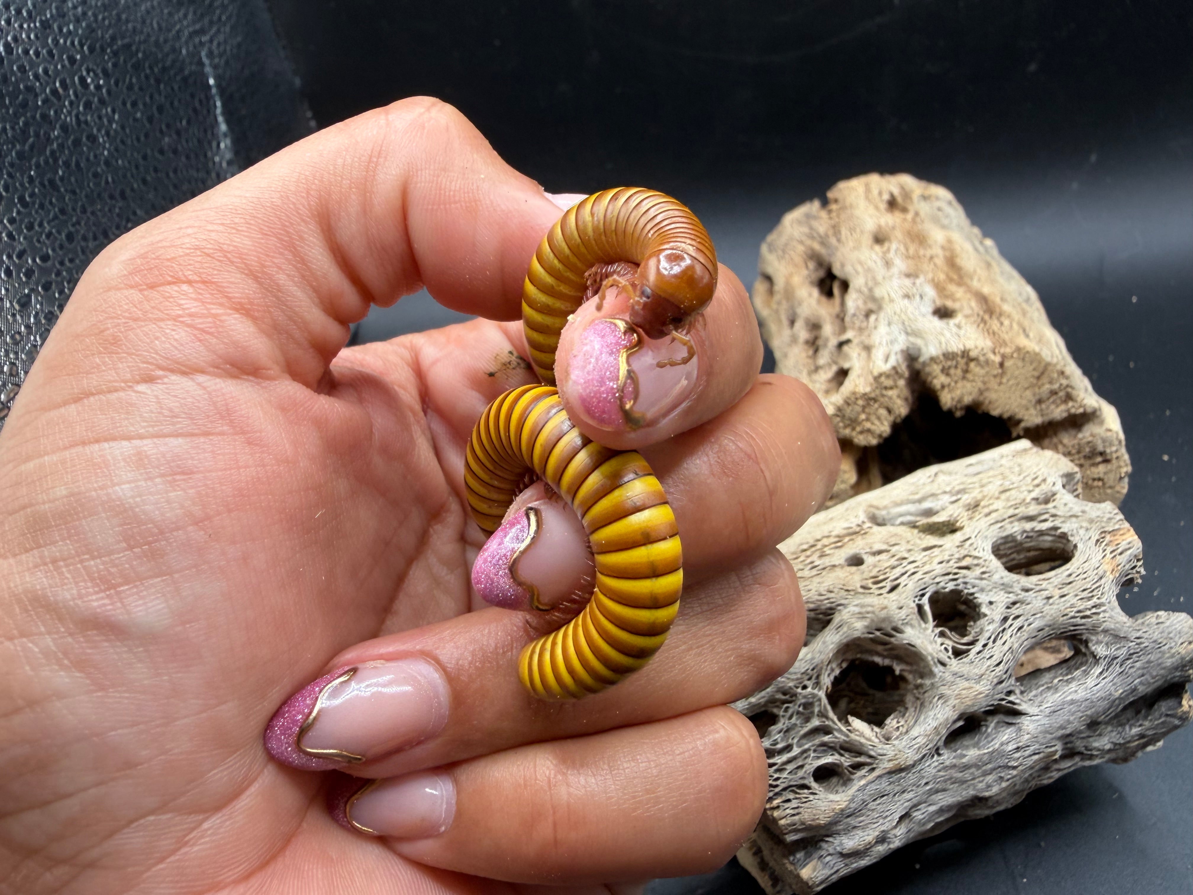 Texas Gold Millipede (Orthoporus ornatus) - 4-6" (Adult WC) photo 3