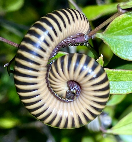 Ivory Millipede (Chicobolus spinigerus) - 4-5" (Adult WC) photo 2