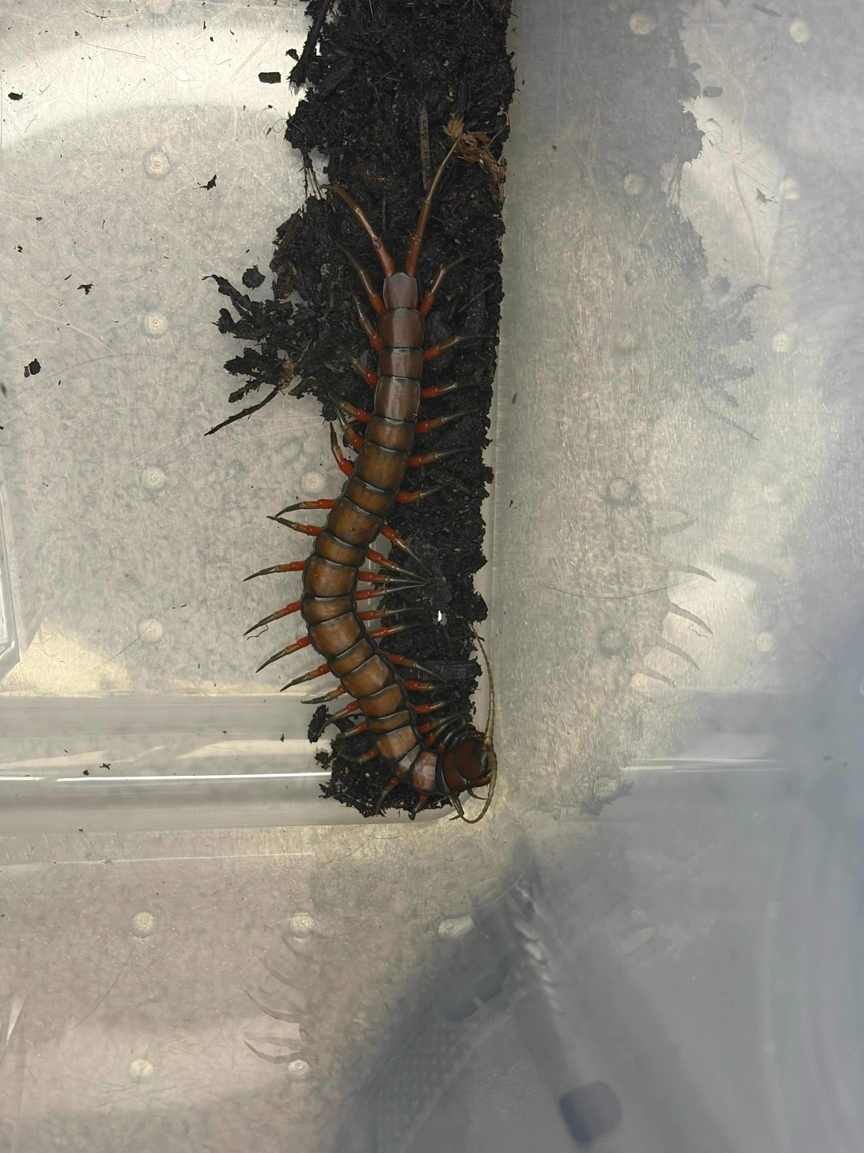 Celebes Rainbow Centipede (Scolopendra subspinipes) - 6-8" (Adult WC) photo 2