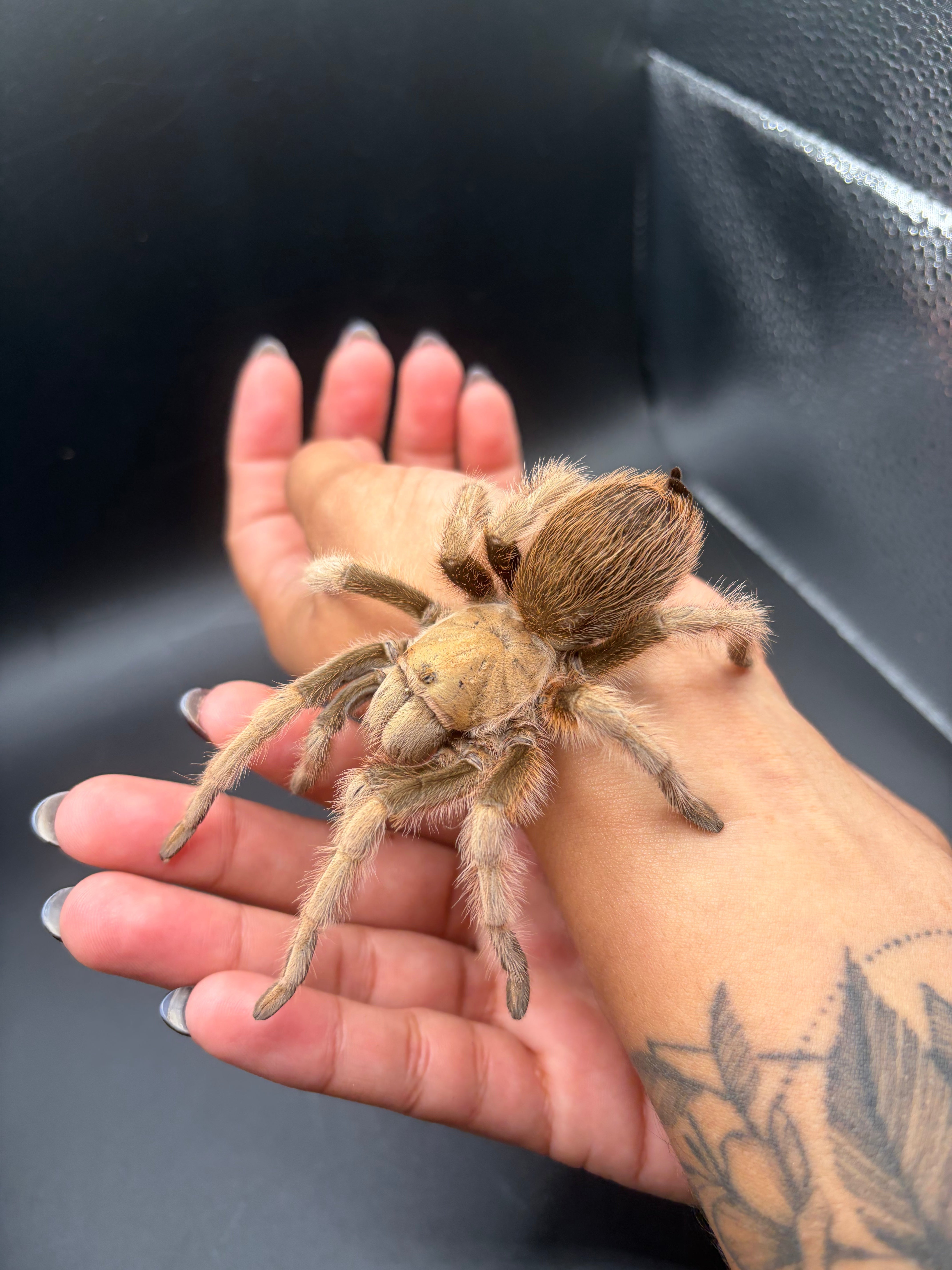 Arizona Blonde Tarantula (Aphonopelma chalcodes) - 2.5-6" leg span (Sub-adult to Adult, Unsexed)