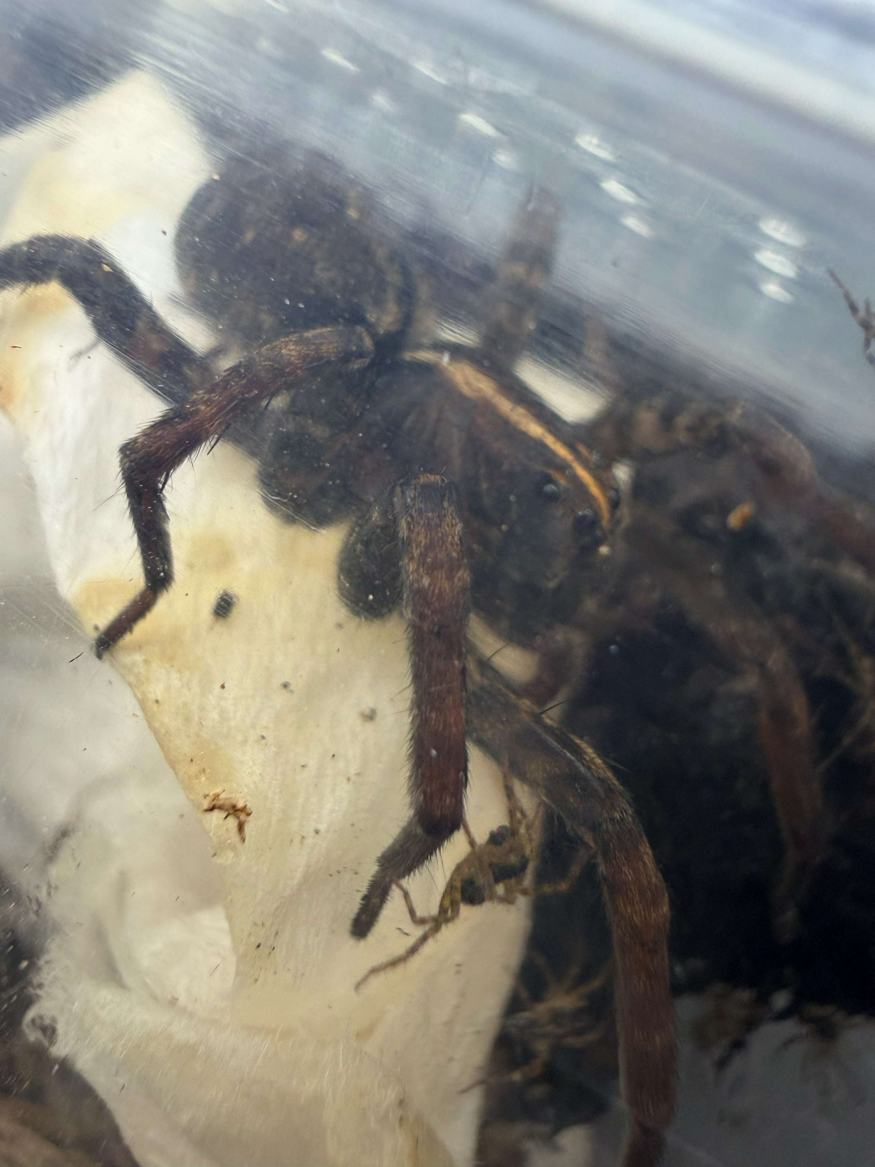 Georgia Black Wolf Spider (Tigrosa georgicola) - CB 1/8-1/4" photo 3