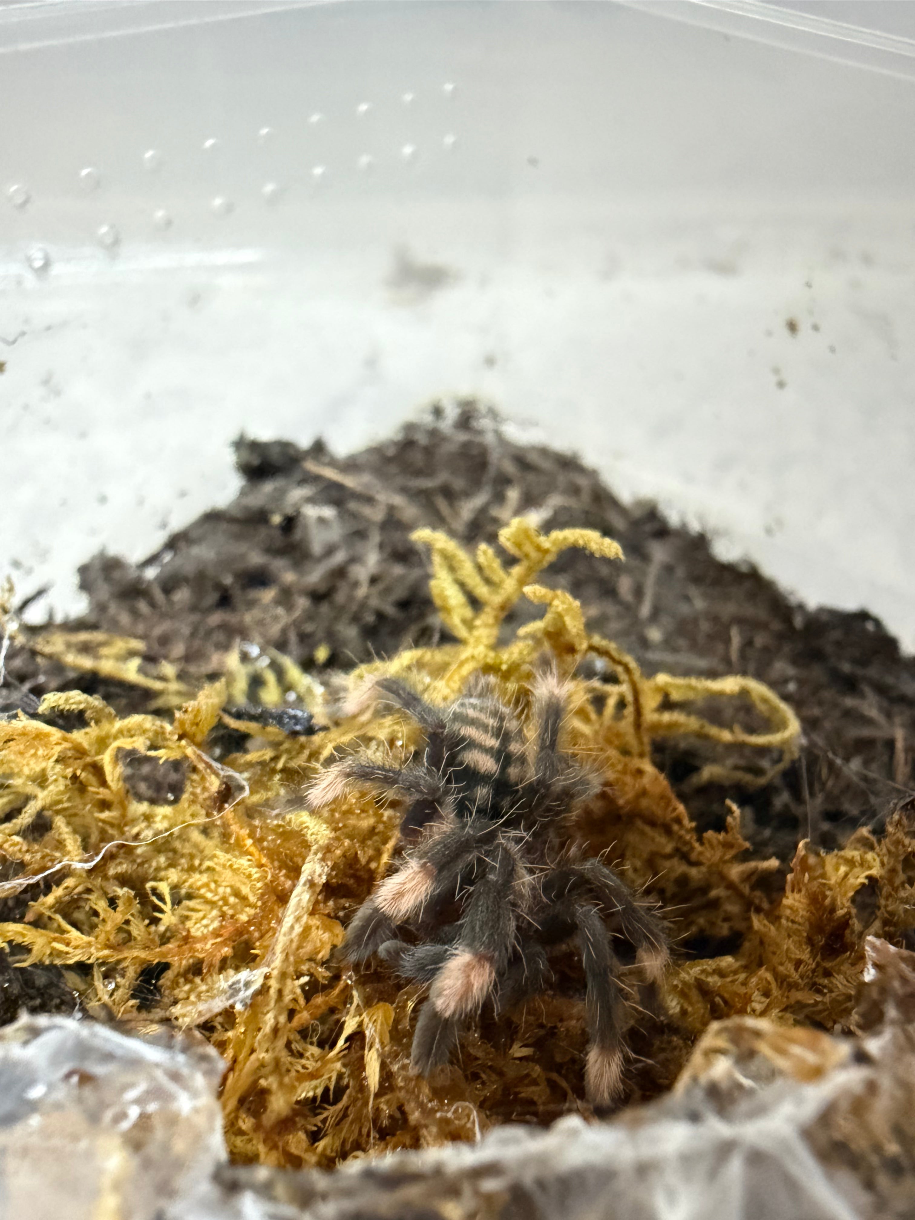 Venezuelan Suntiger Tarantula (Psalmopoeus irminia) - 3/4" (Sling) photo 2