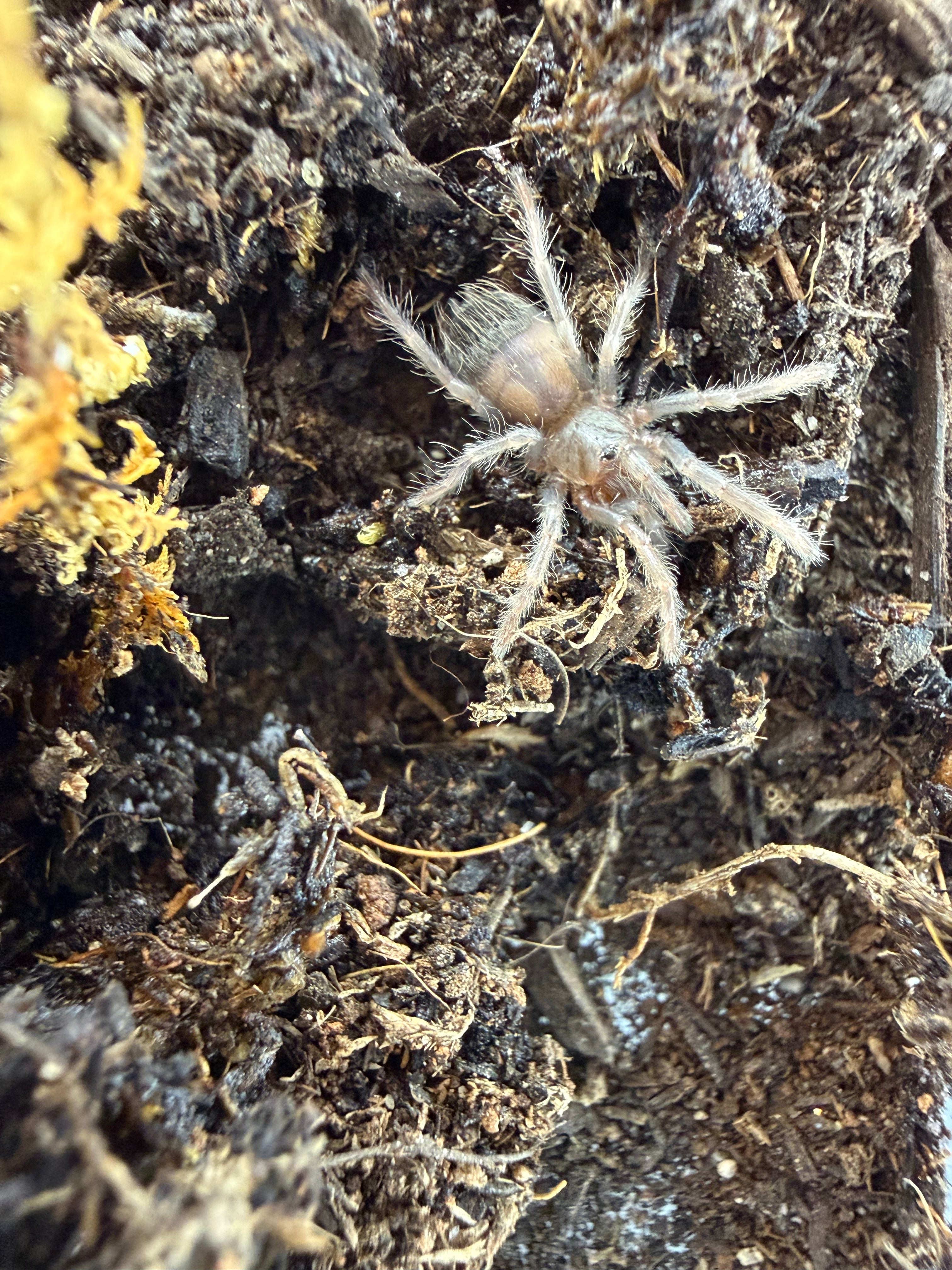 Brazilian Blue Tarantula (Lasiocyano sazimai) - 1/4-0.5" (Sling) photo 2